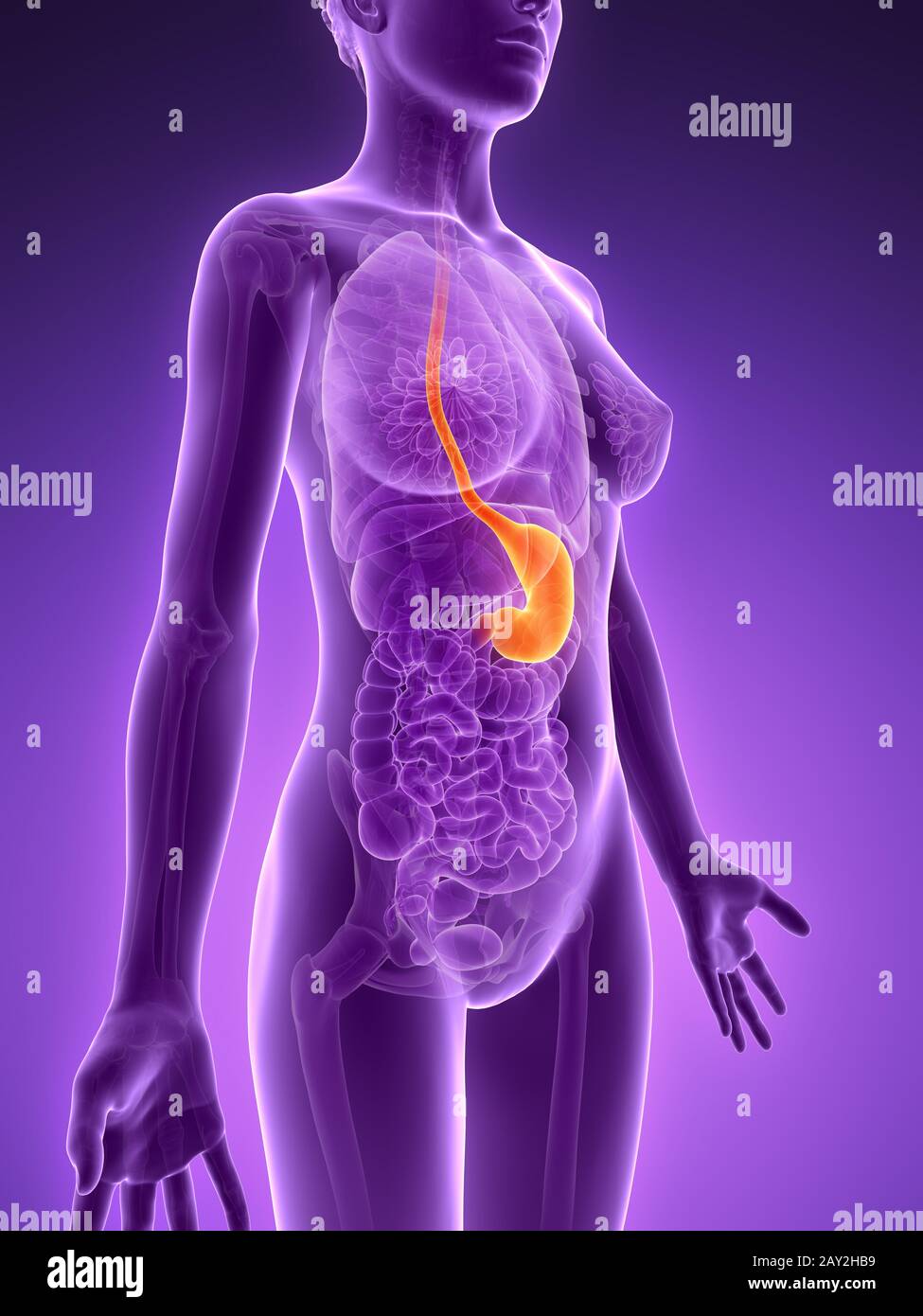 Stomach lining hi-res stock photography and images - Alamy
