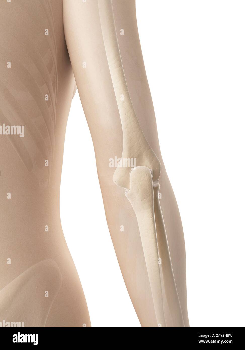 Elbow bones hires stock photography and images Alamy