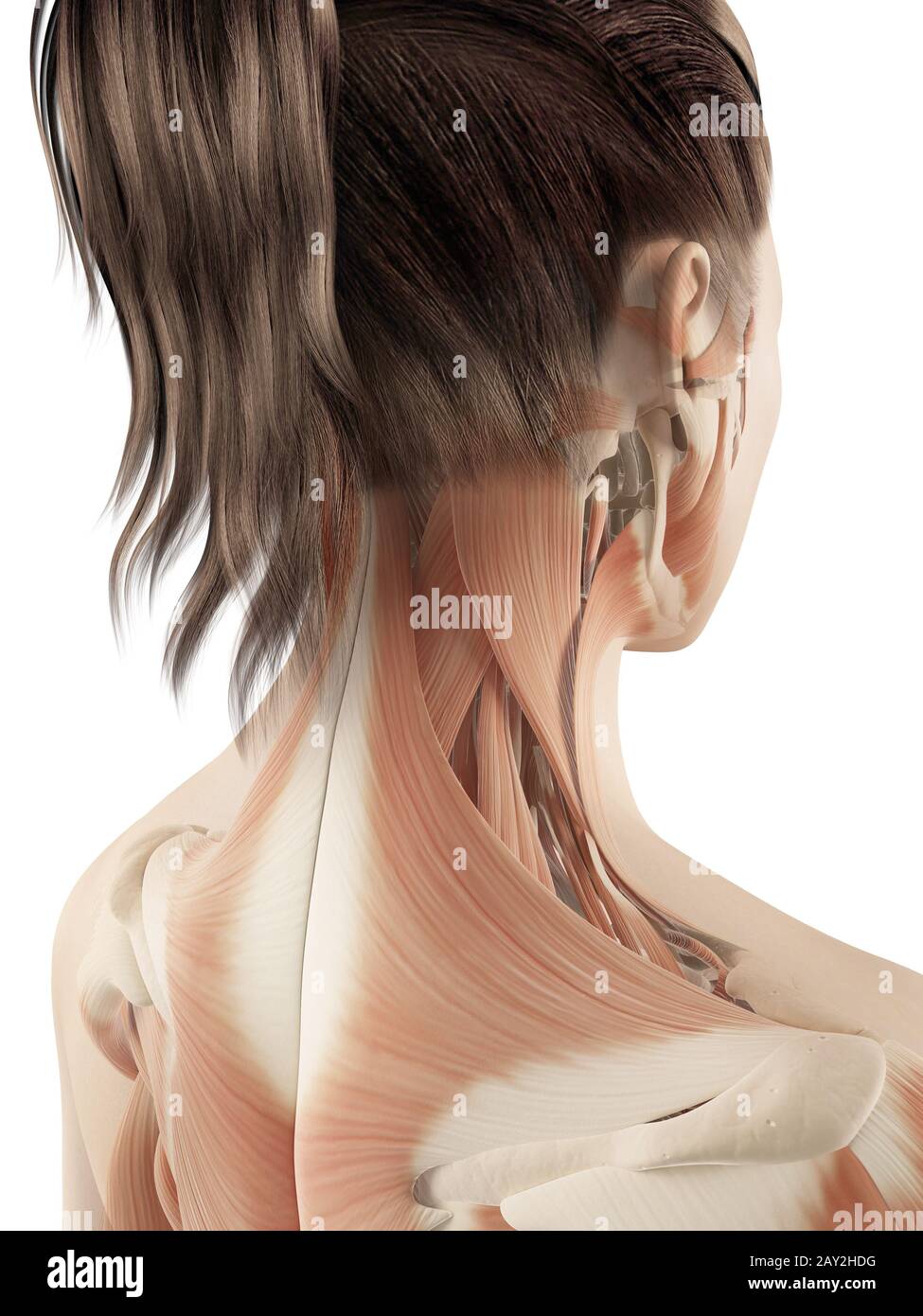 female muscles of the neck Stock Photo - Alamy