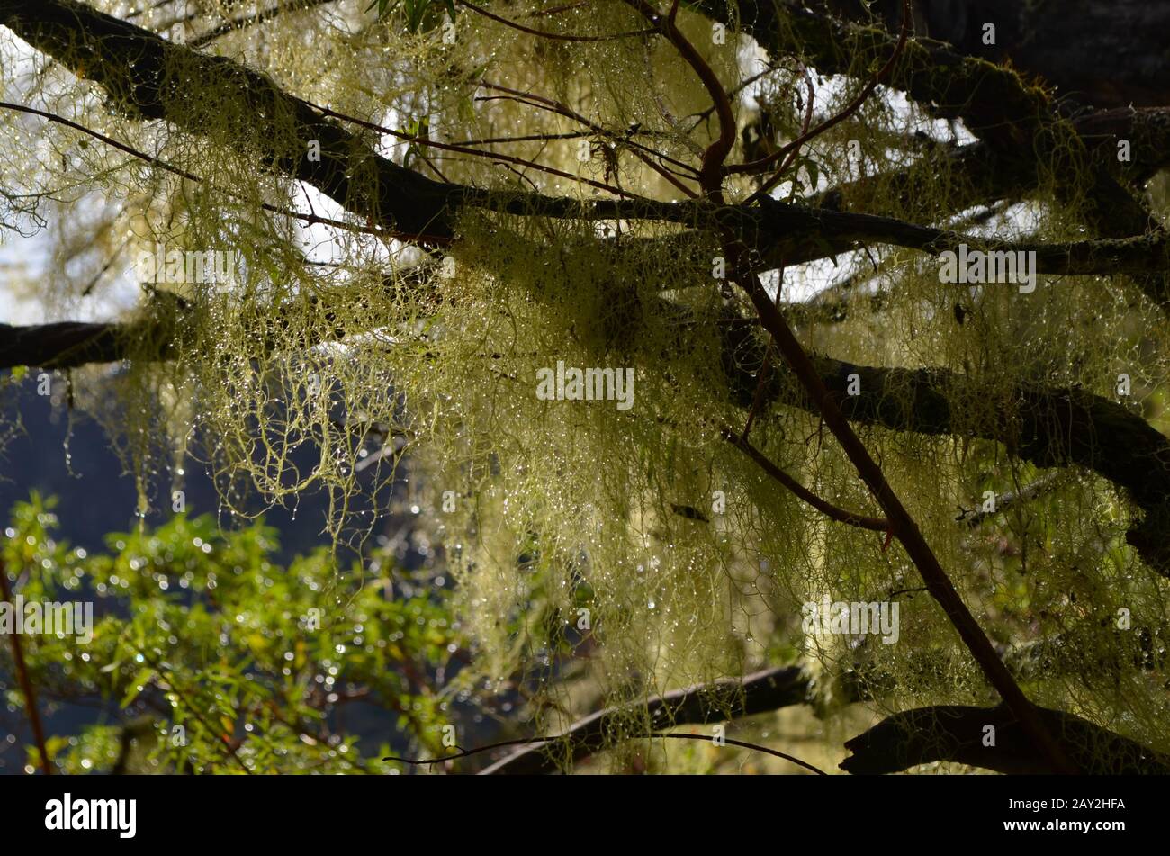 Hanging lichens (Old man's beard) in the montane cloud forest at the slopes of Piton des Neiges, Réunion island, Indian Ocean Stock Photo