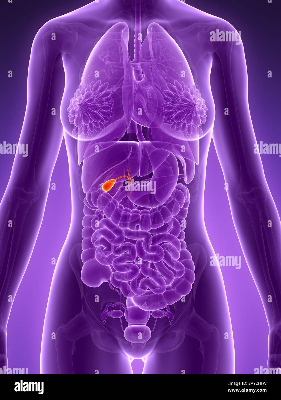 Gallbladder hires stock photography and images Alamy