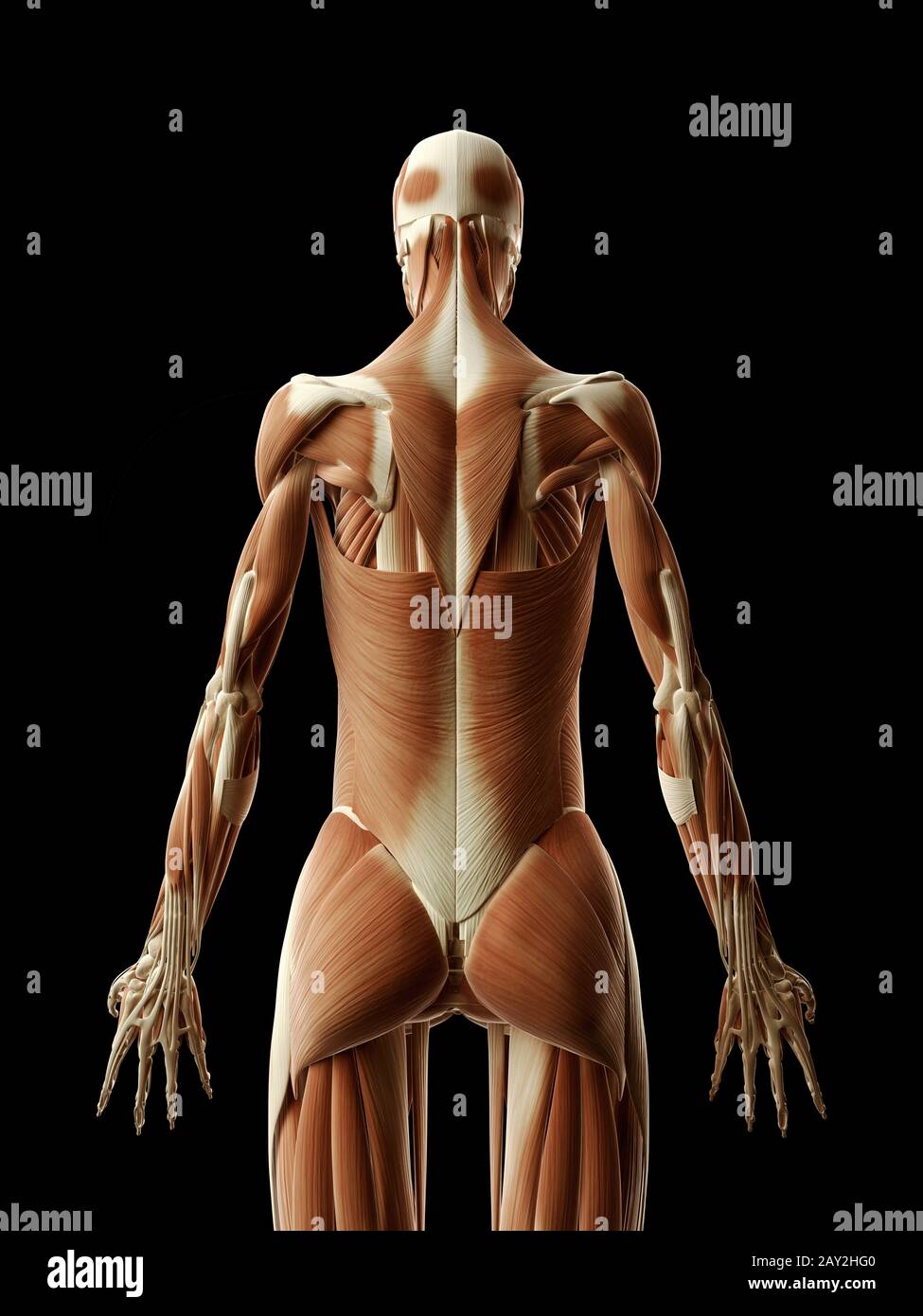Muiscular Back medical illustration of the muscular back Stock Photo - Alamy