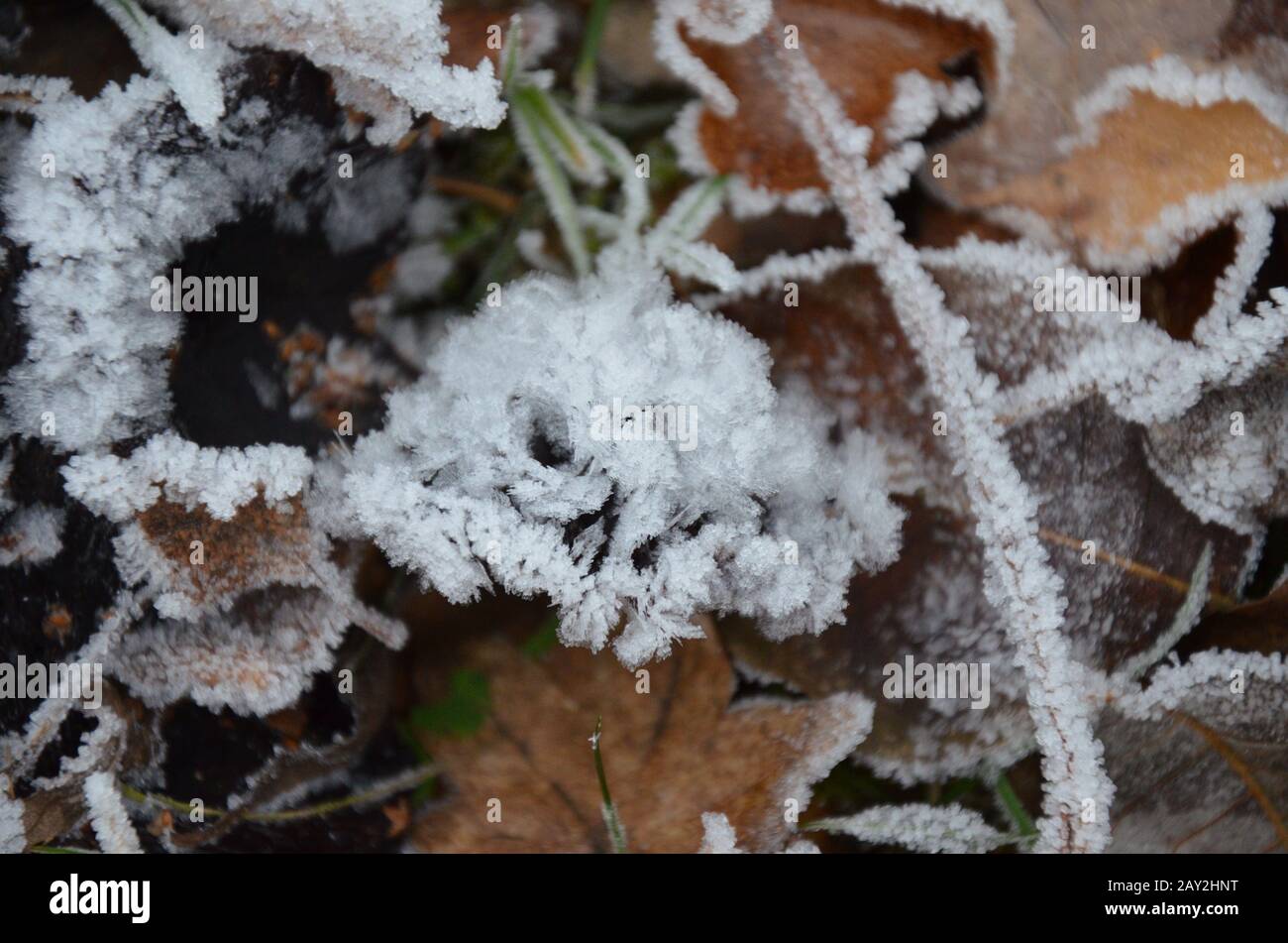 background of autumn leaves in the frost Stock Photo - Alamy