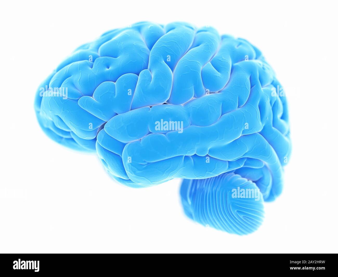 3d rendered illustration of the human brain anatomy Stock Photo