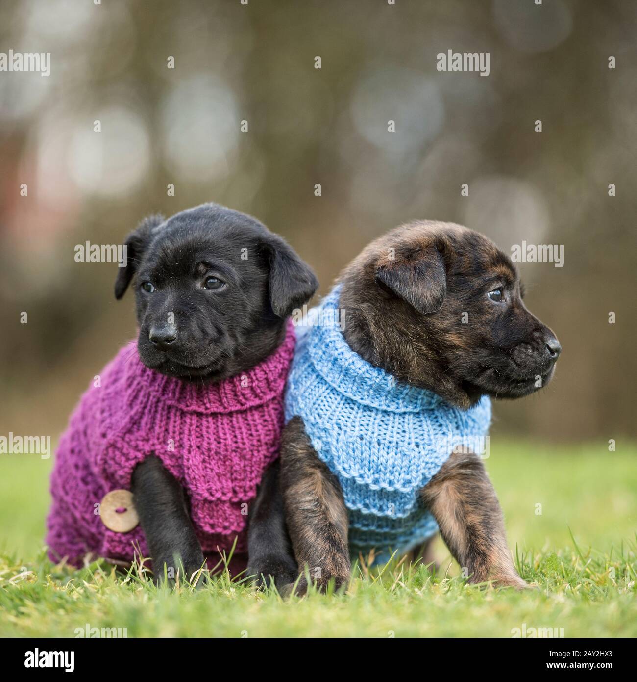 staffordshire bull terrier puppies in woolley jumpers Stock Photo
