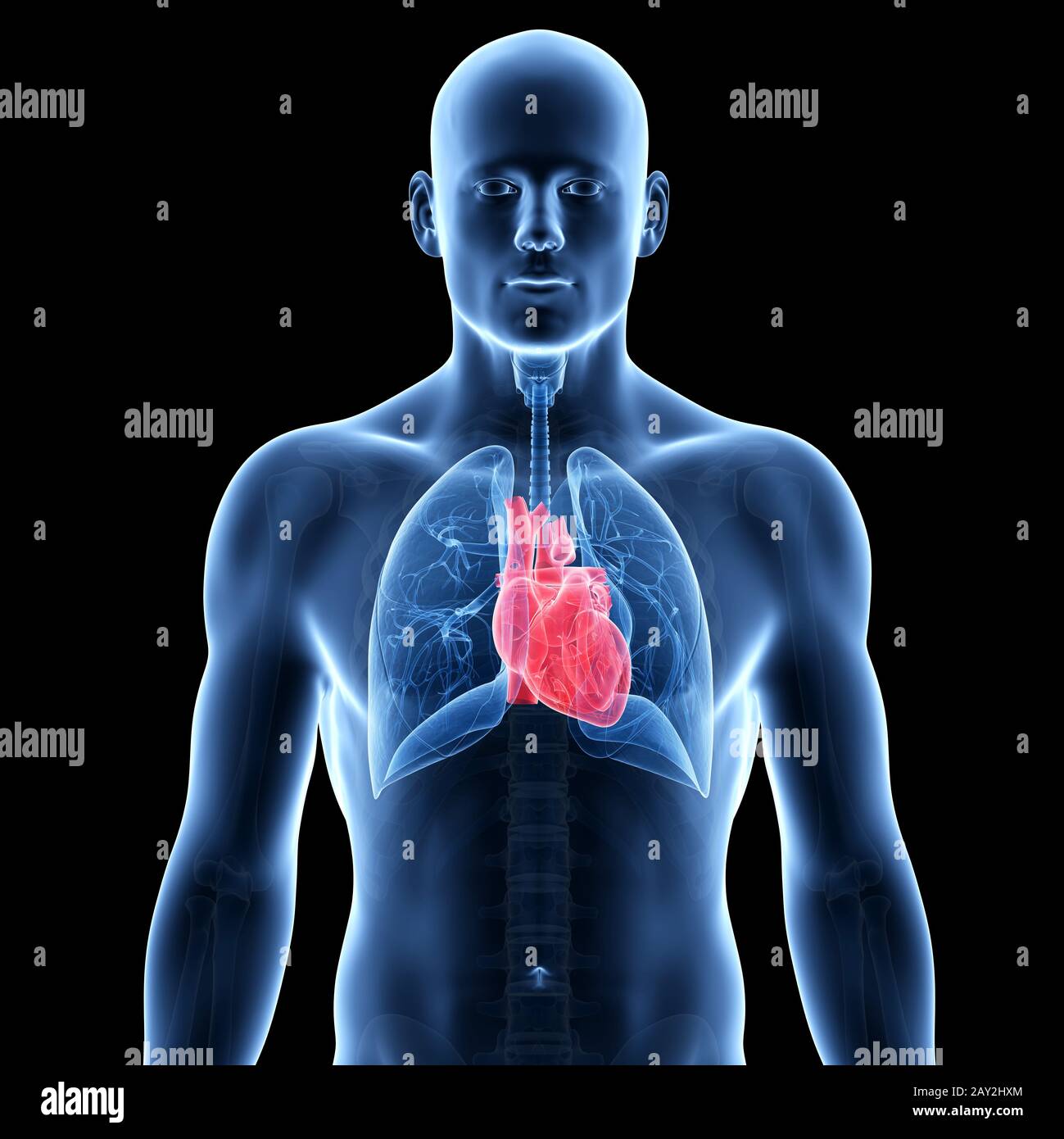 illustration showing a man´s heart and lung Stock Photo Alamy