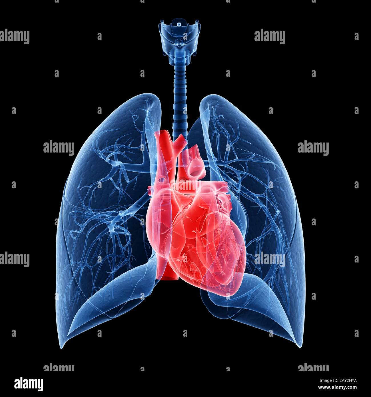 medical illustration of the heart and lung Stock Photo