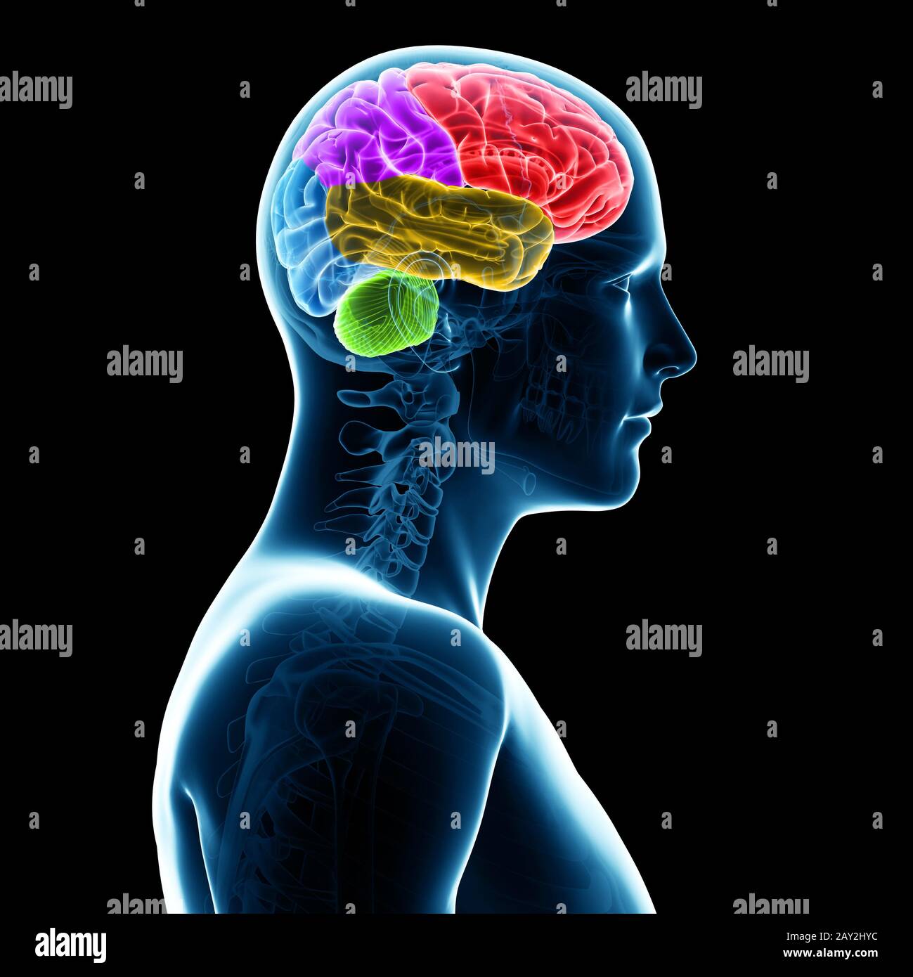 3d rendered illustration - sections of the human brain Stock Photo - Alamy
