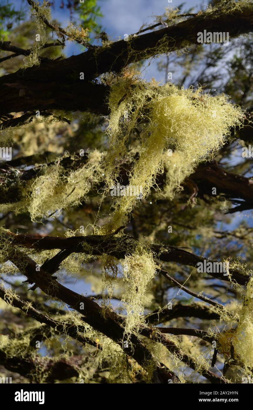 Hanging lichens (Old man's beard) in the montane cloud forest at the slopes of Piton des Neiges, Réunion island, Indian Ocean Stock Photo