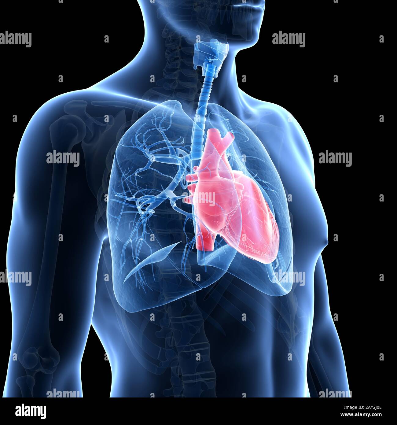 medical illustration of the heart and lung Stock Photo