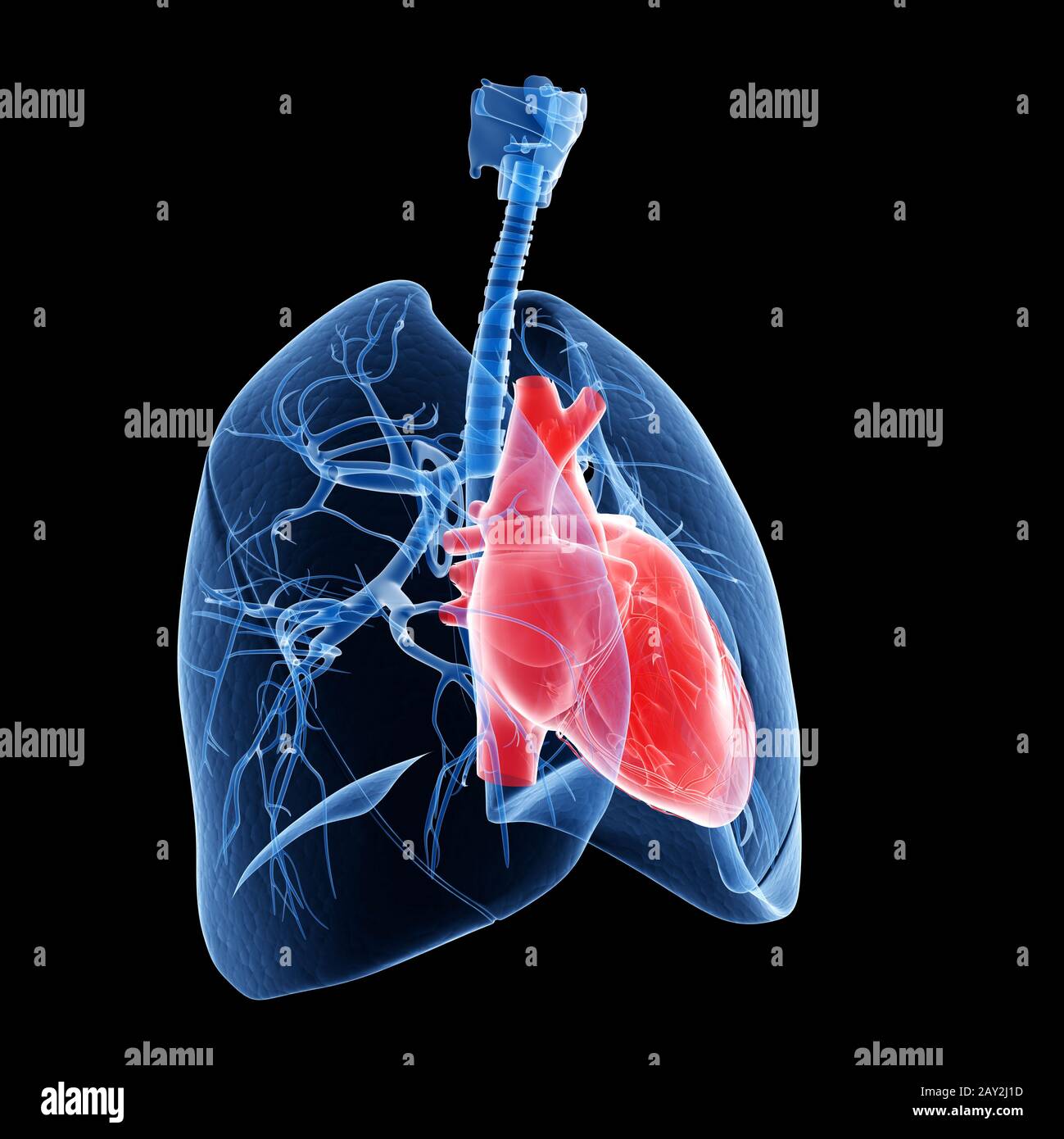 medical illustration of the heart and lung Stock Photo