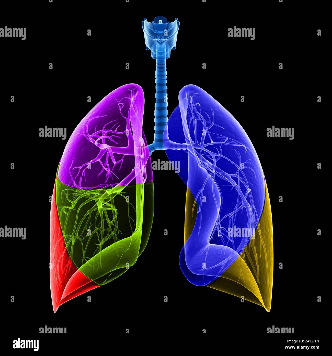 medical illustration of the lung lobes Stock Photo