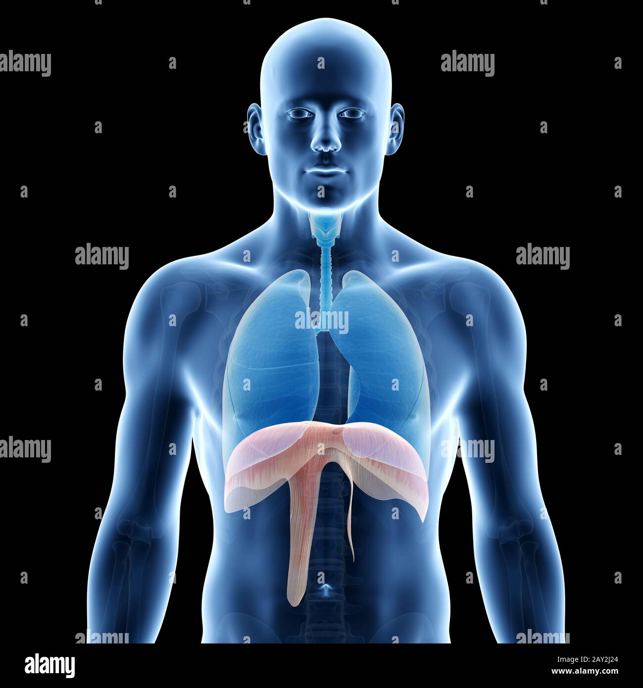 human lung and diaphragm Stock Photo
