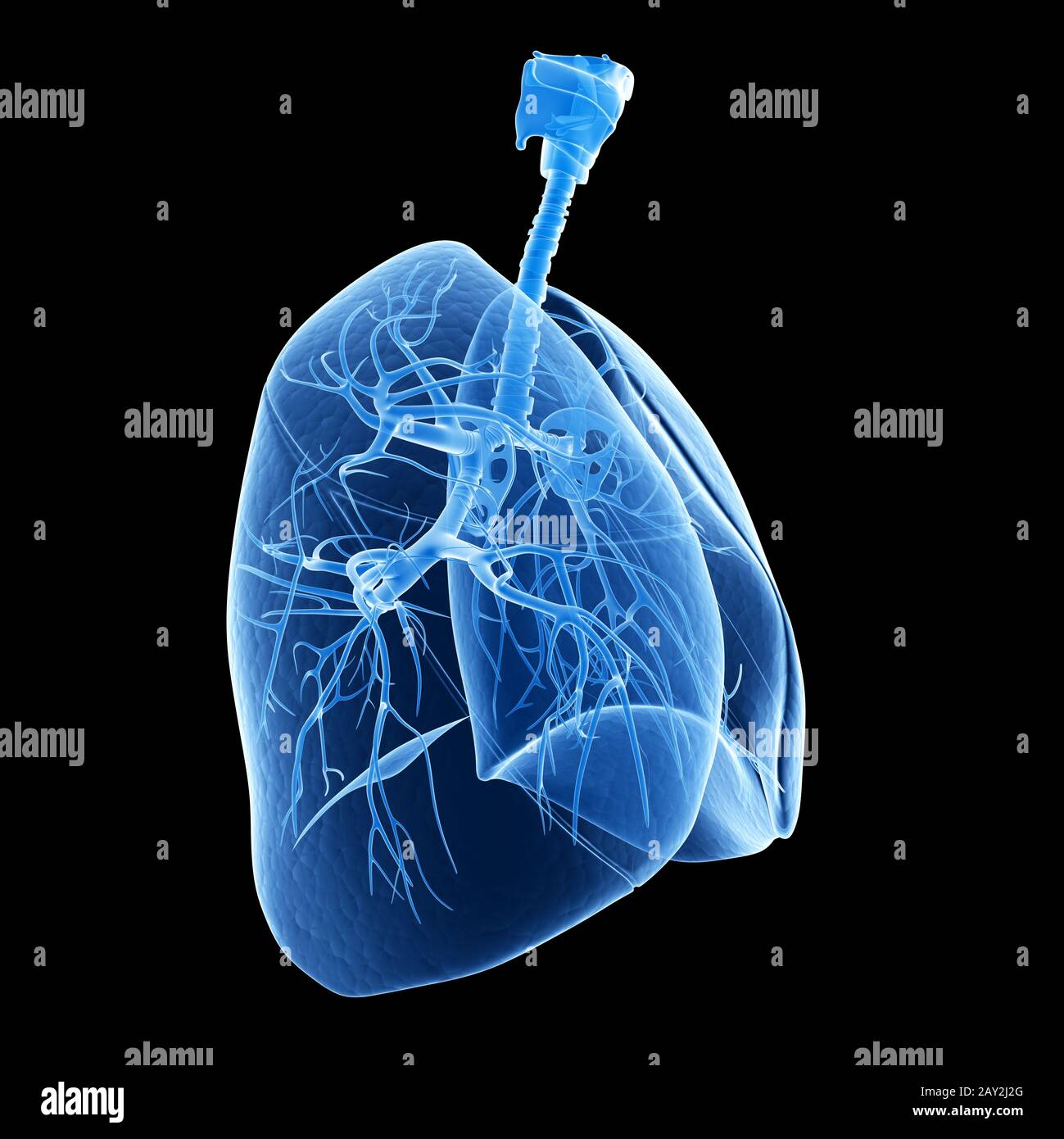 medical illustration of the human lung Stock Photo