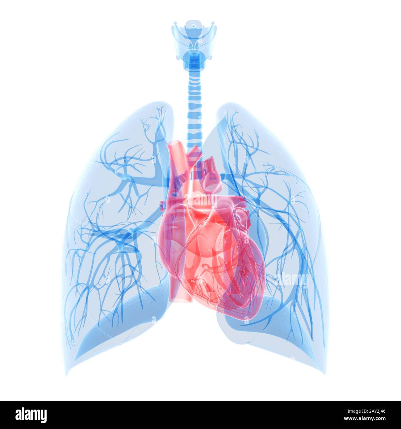 medical illustration of the heart and lung Stock Photo