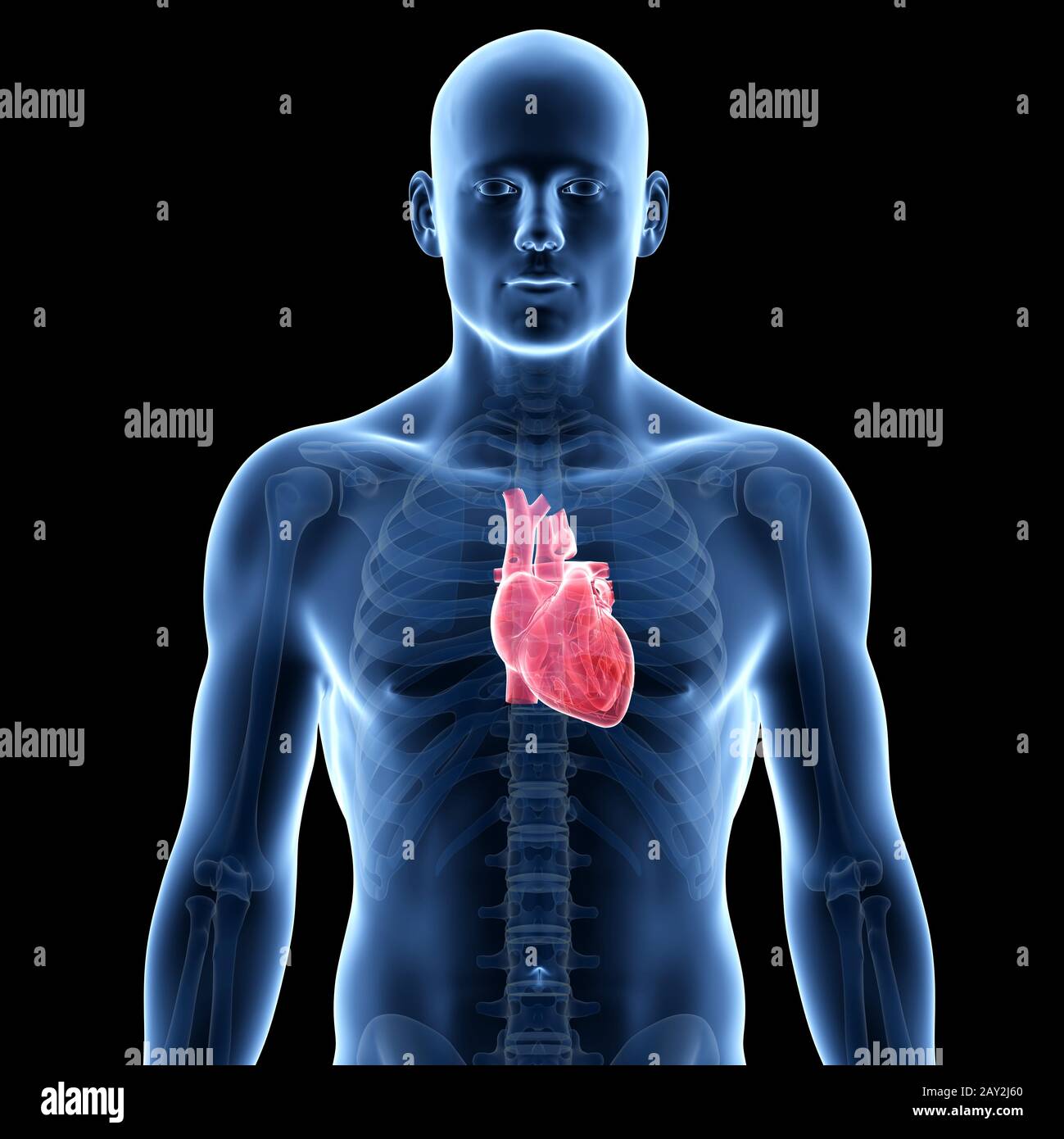 medical illustration of the human heart Stock Photo