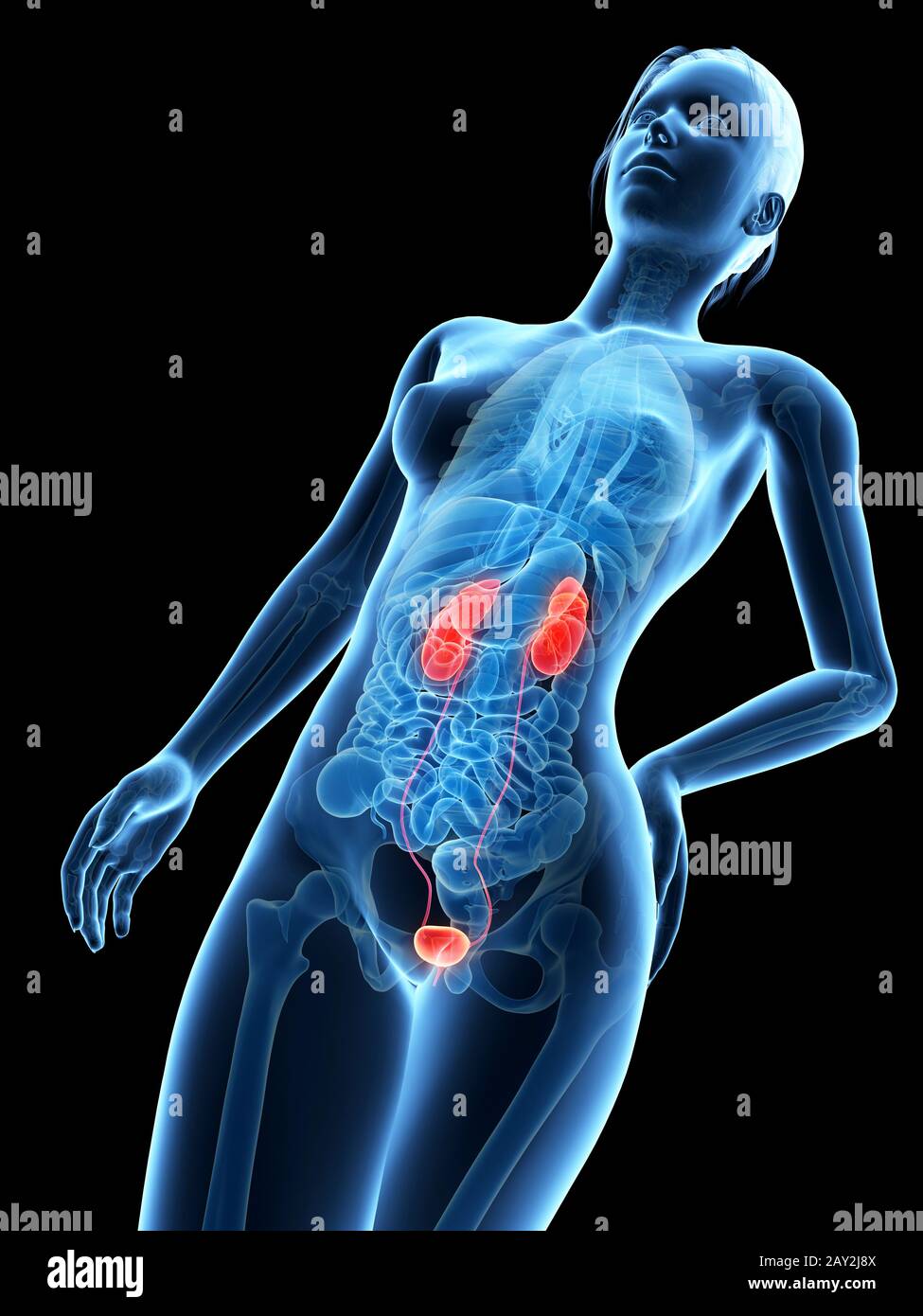 medical 3d illustration - female anatomy - kidneys Stock Photo