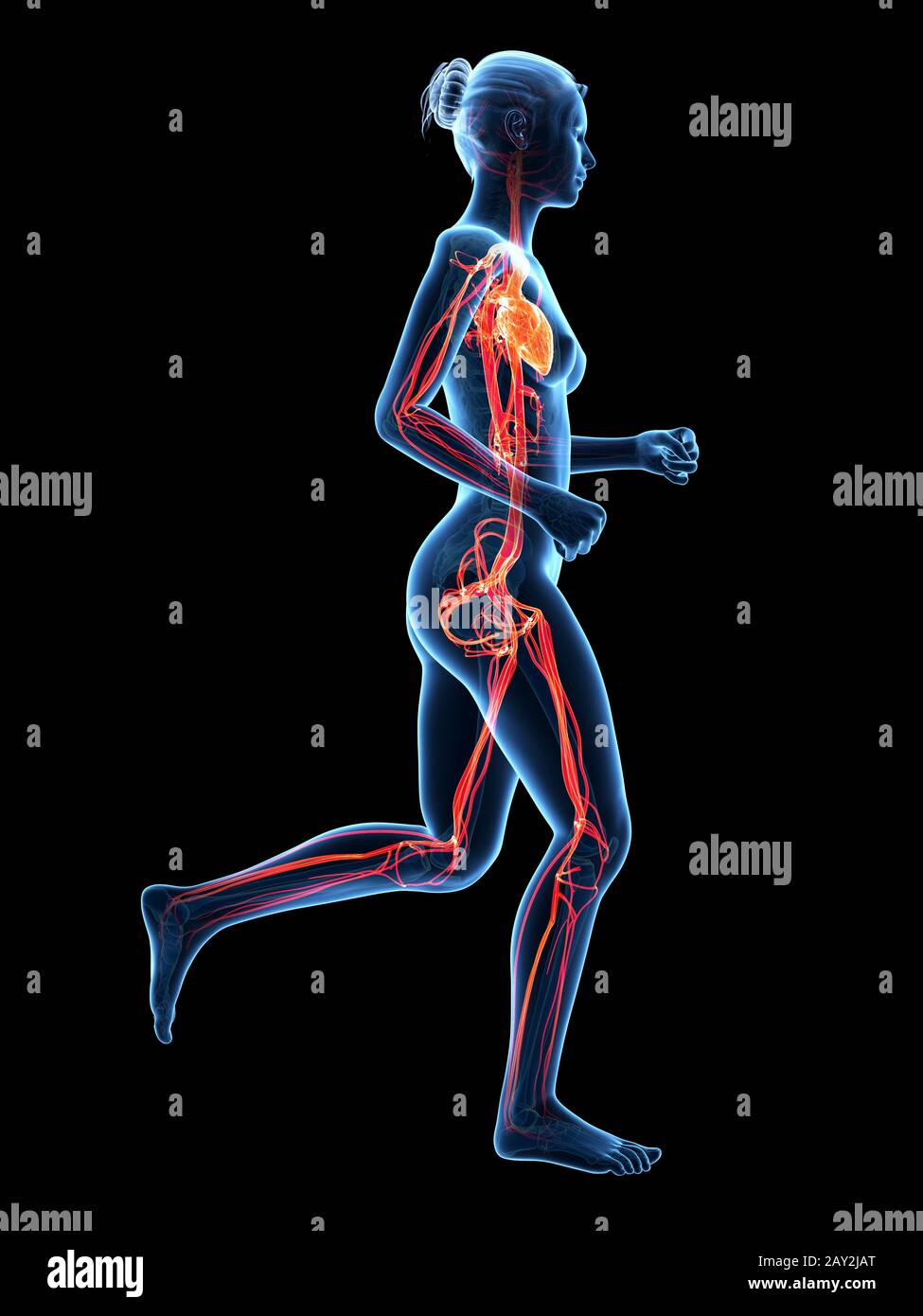 medical 3d illustration jogging woman visible cardiovascular system