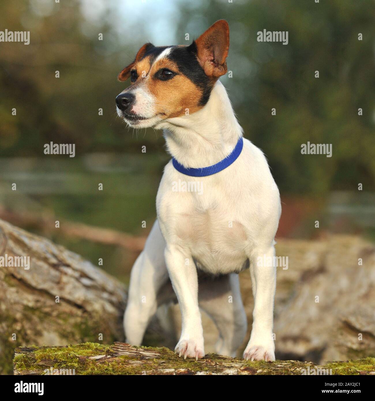 Terrier Rat High Resolution Stock Photography And Images Alamy