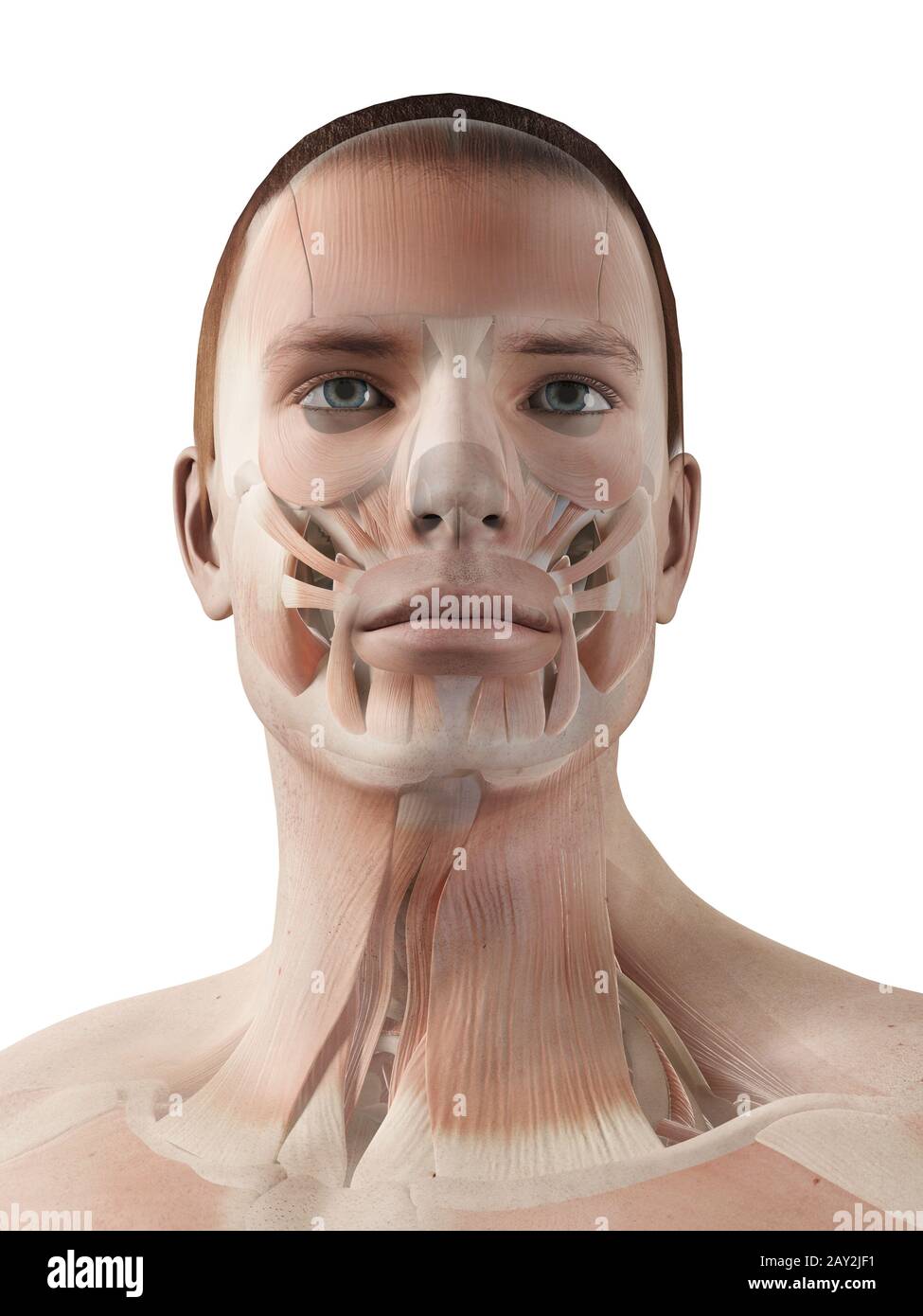 Facial and neck muscles hires stock photography and images Alamy