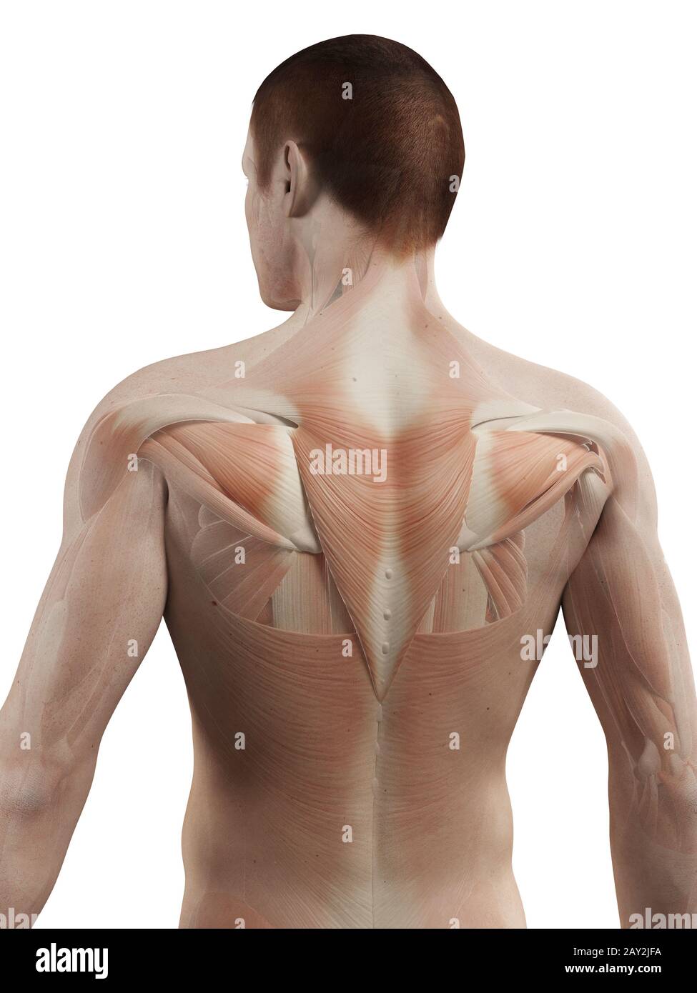 Обследование позвоночника. Болит спина. Болит спина. Болит спина. Врач и позвоночник.