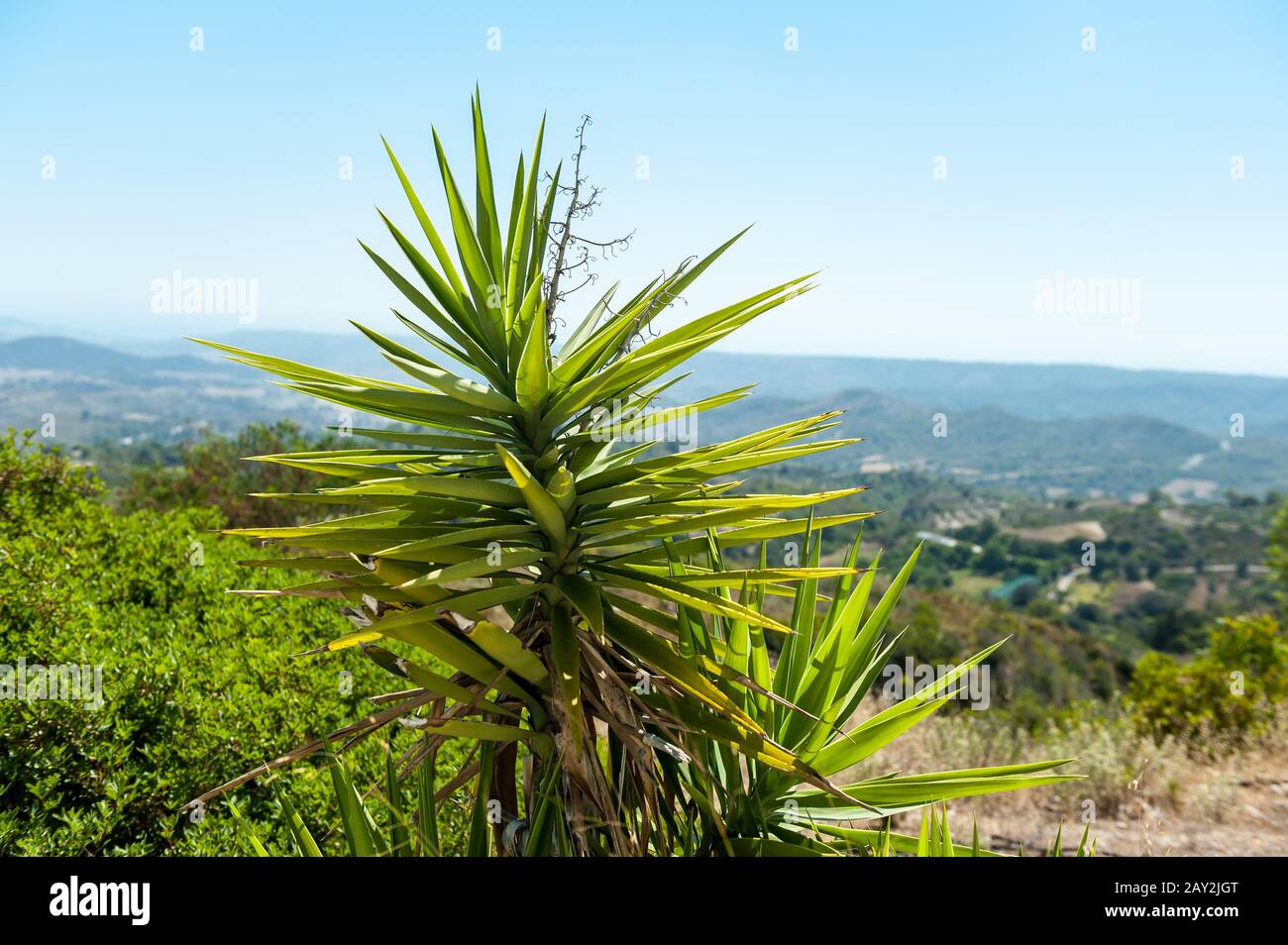 Palm tree next to St. Athanasios church near Istrios, Rhodes, South Aegean, Greece, Europe Stock Photo