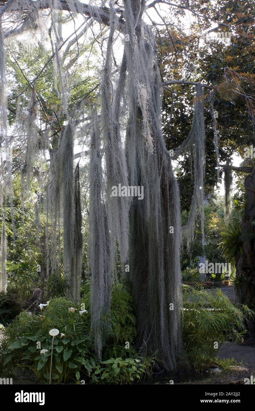 Spanisches moos tillandsia usneoides hi-res stock photography and ...