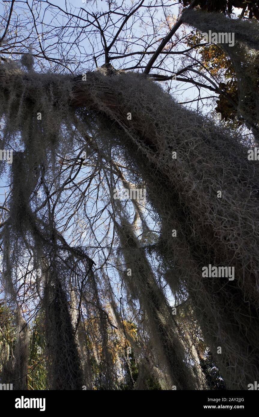 Spanisches moos tillandsia usneoides hi-res stock photography and ...