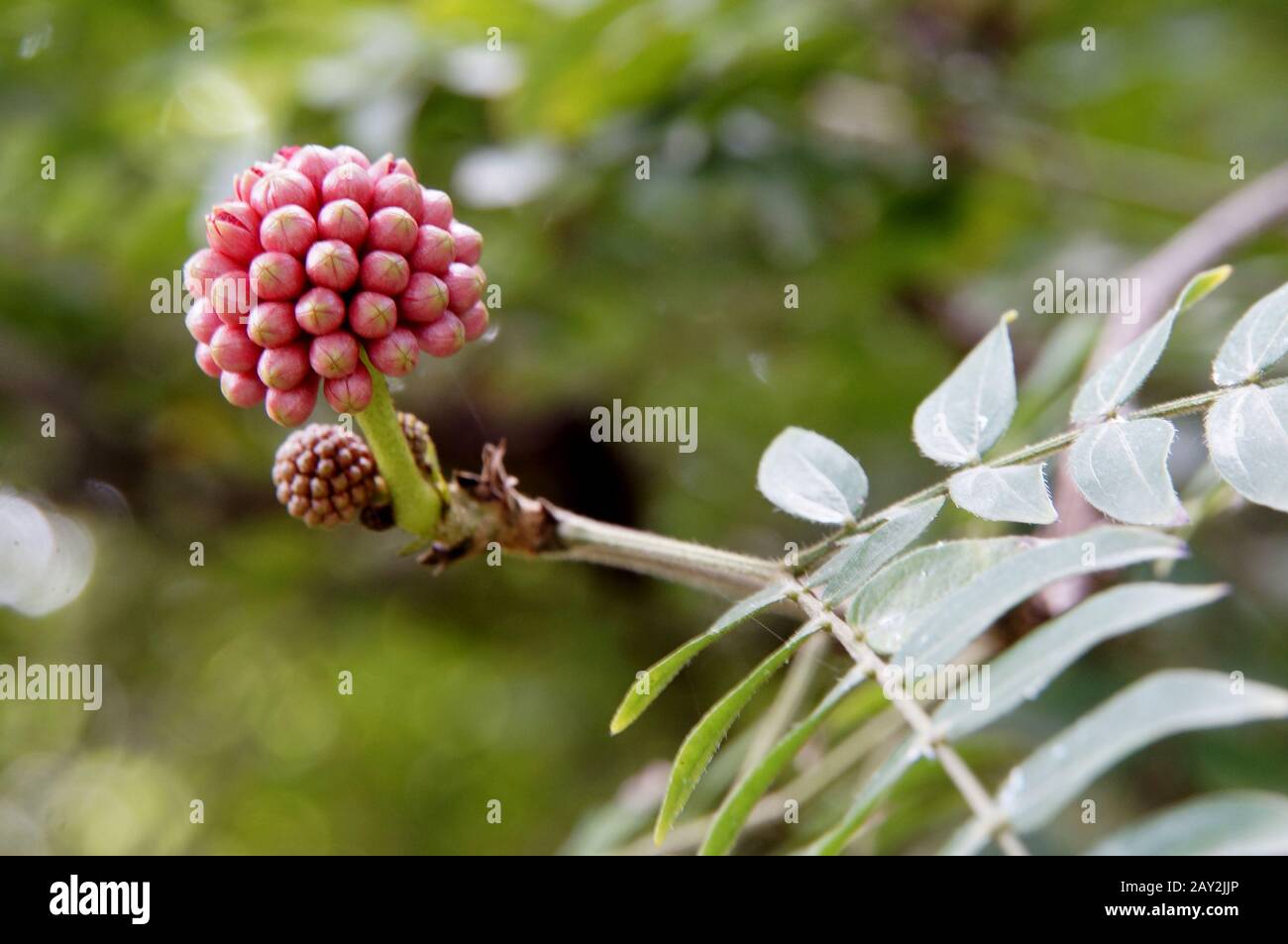 powder puff shrub Stock Photo Alamy