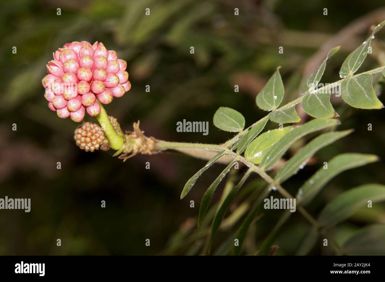 powder puff shrub Stock Photo Alamy