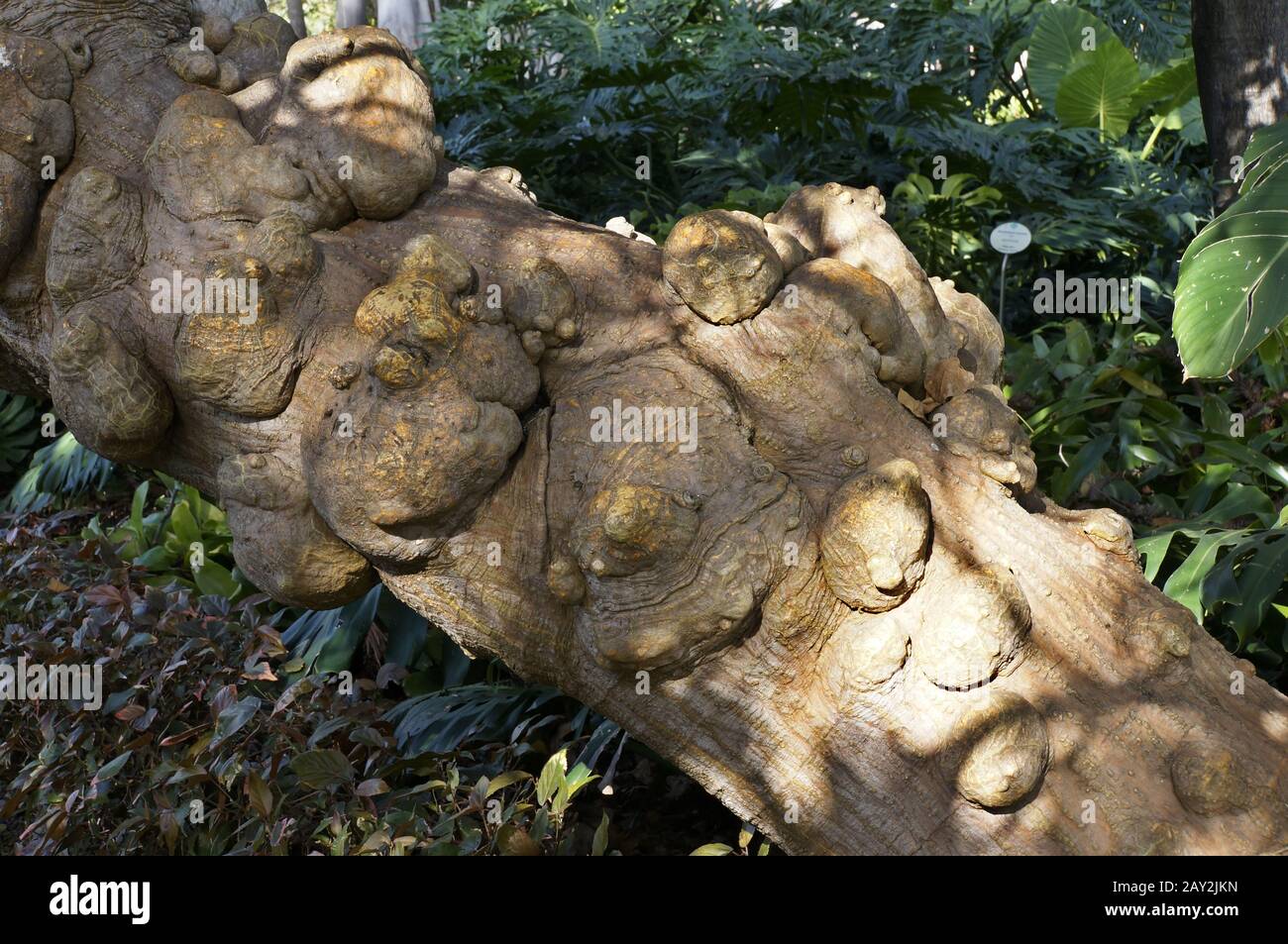 trunk of a coral tree Stock Photo