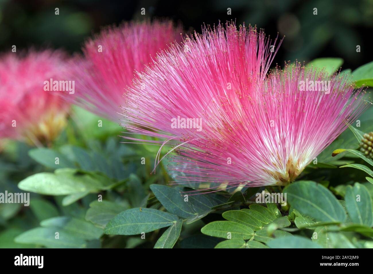 powder puff shrub Stock Photo Alamy