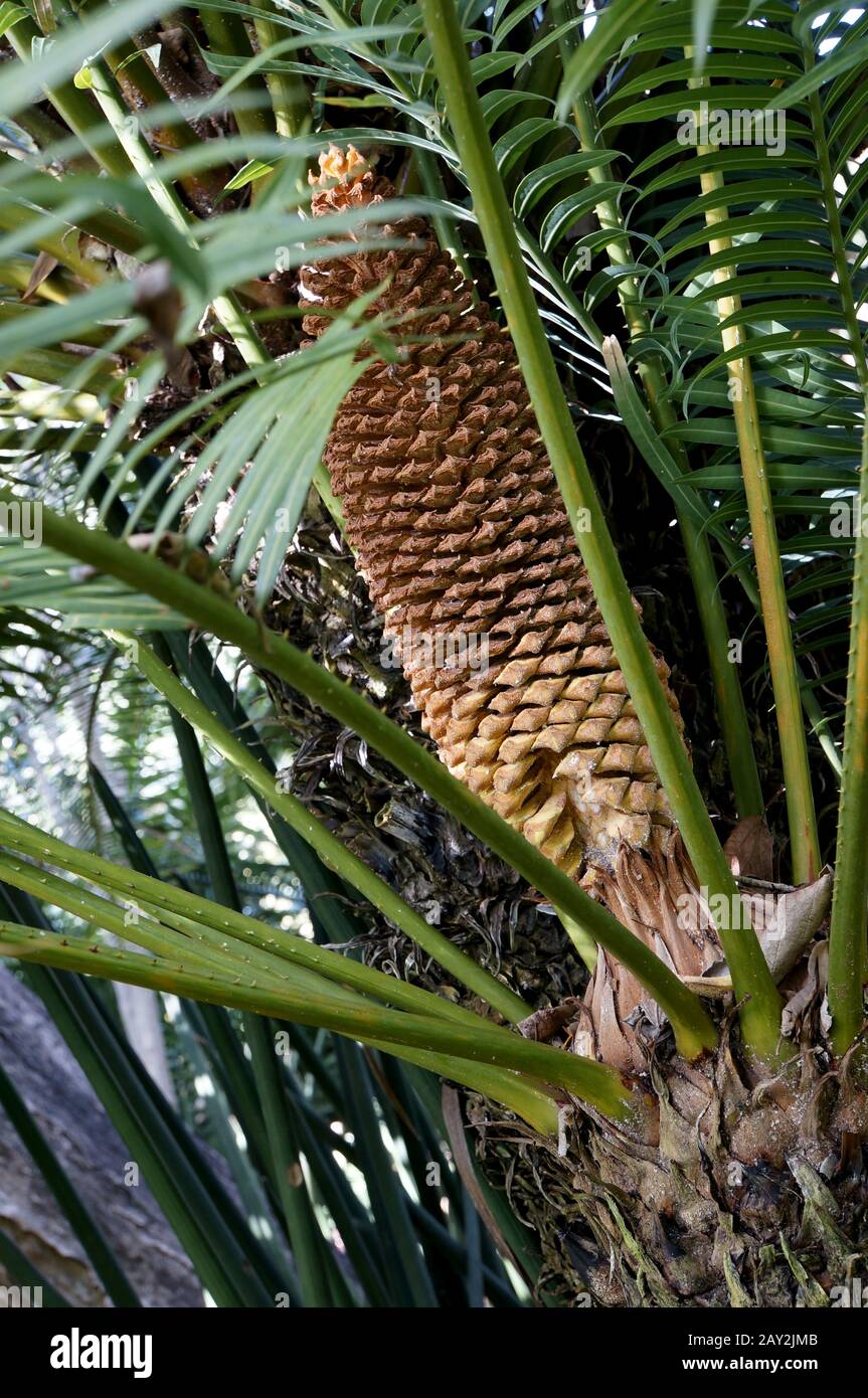 sagopalm fern with cone-shaped male inflorescence Stock Photo