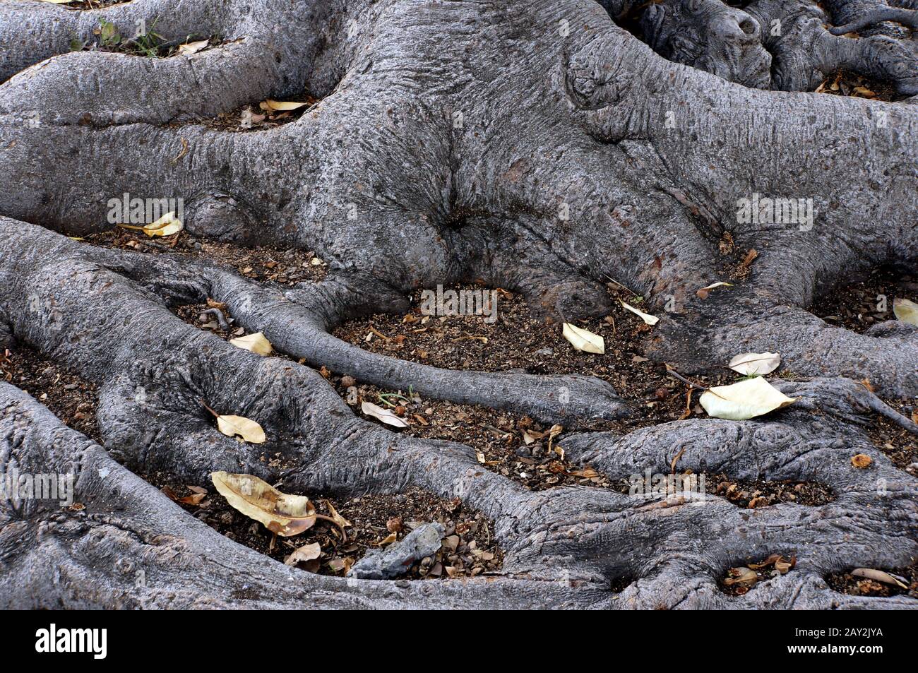 Root system of an old tree Stock Photo - Alamy