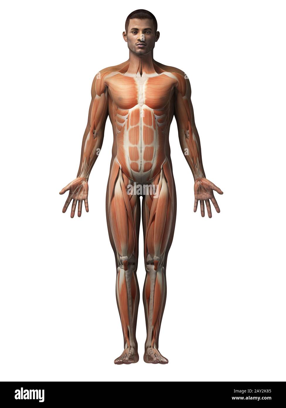 Male anatomy black and white Cut Out Stock Images & Pictures - Alamy