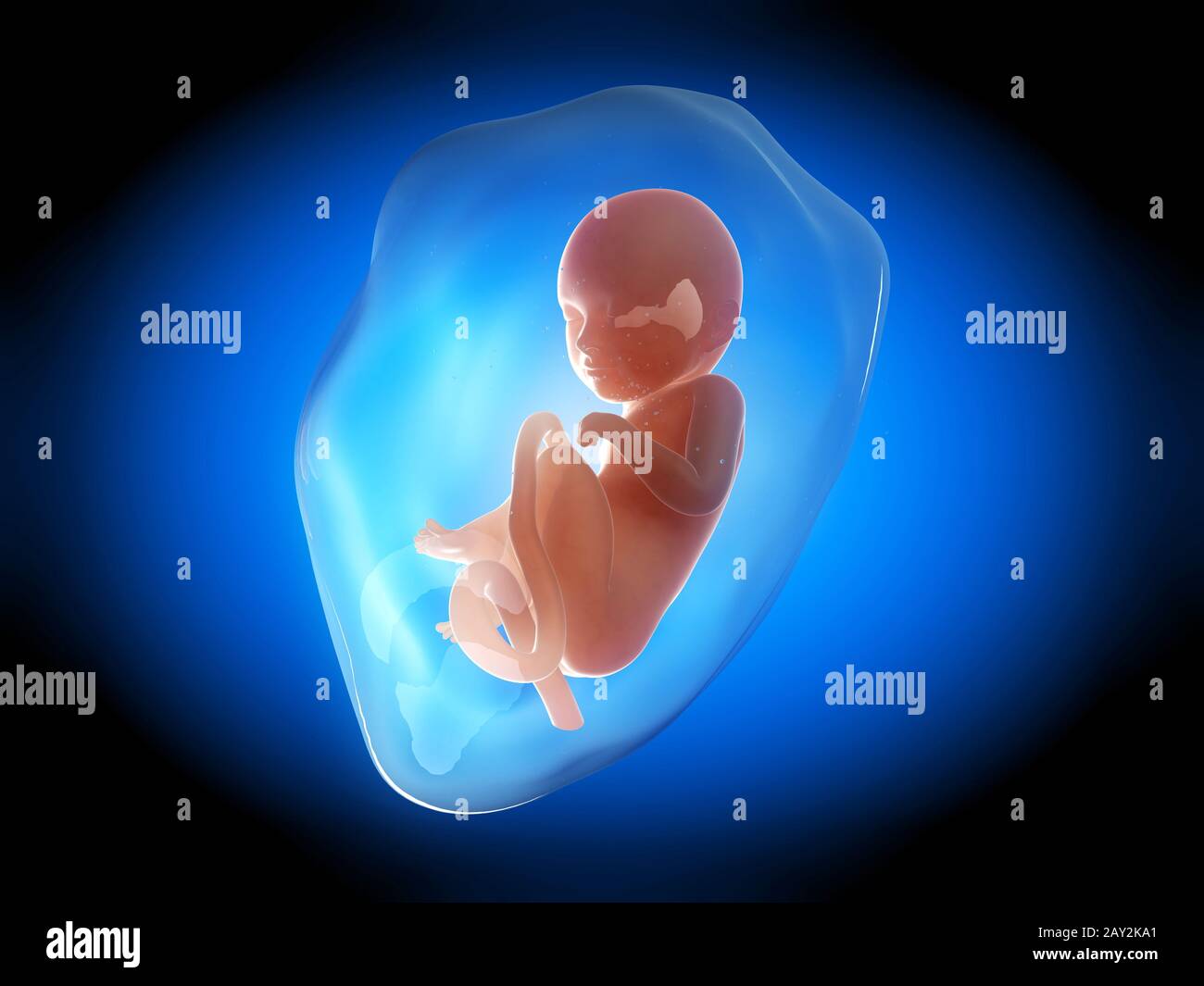 res stock photography and images Biology Diagrams