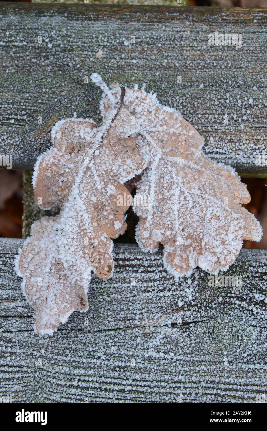 background of autumn leaves in the frost Stock Photo - Alamy