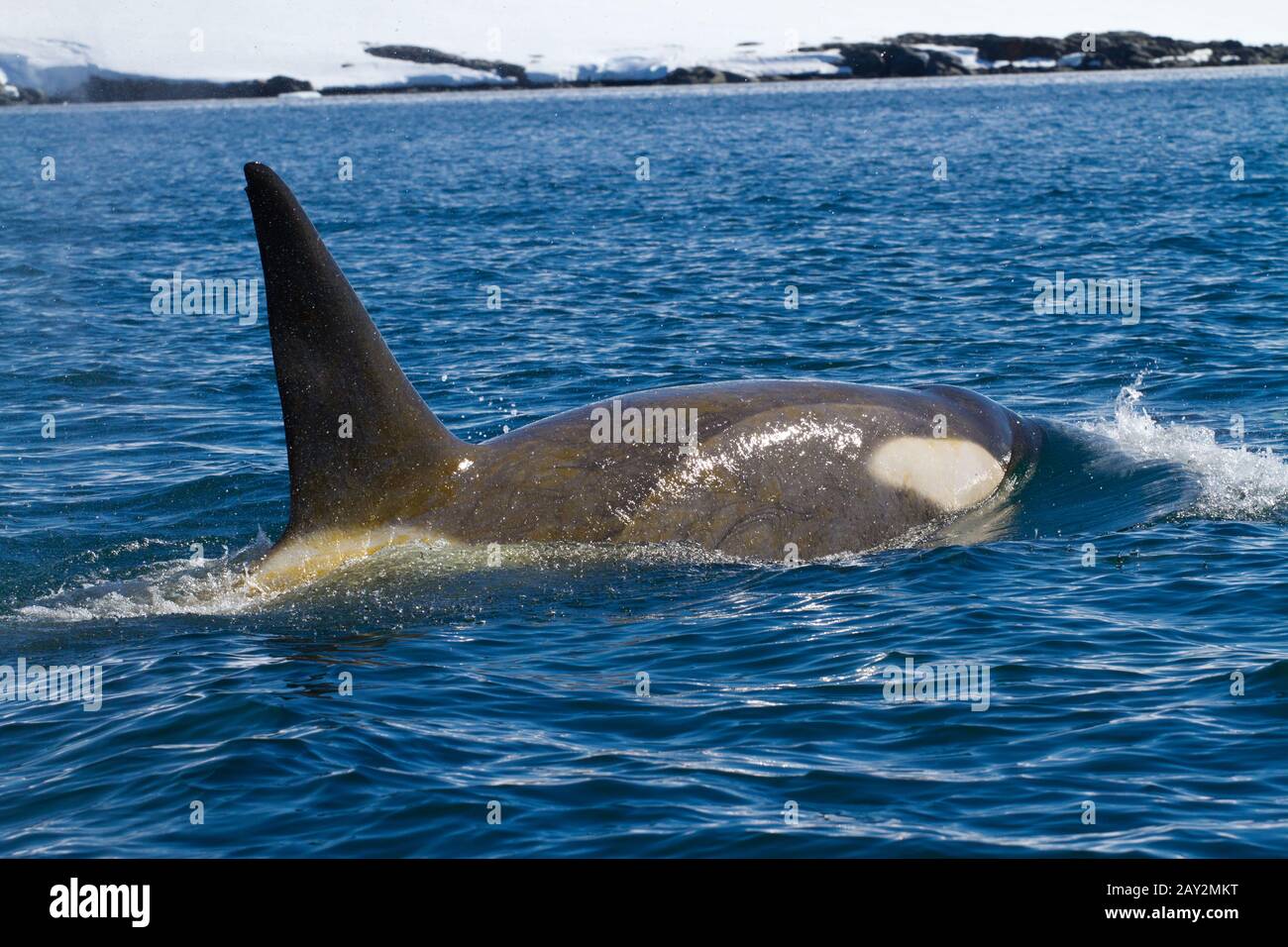 Orcinus Orca Antarctic Seal Stock Photos & Orcinus Orca Antarctic Seal