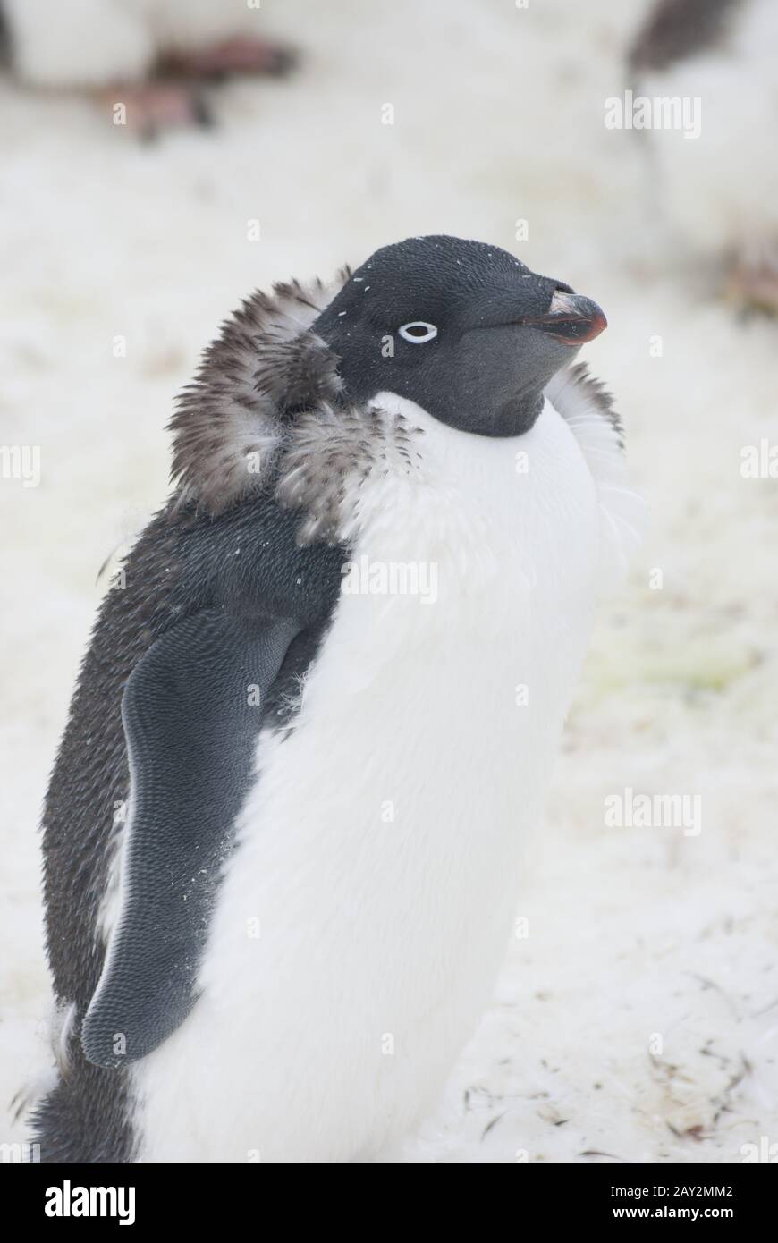 Moulting Adelie penguin. Stock Photo