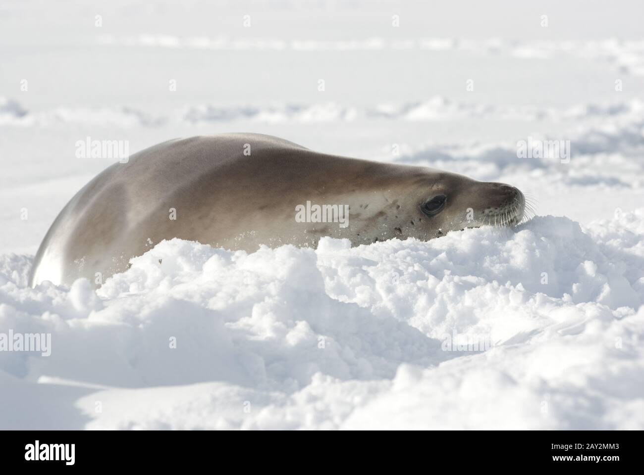 Resting crabeater seal. Stock Photo