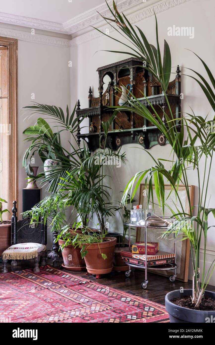 Potted plants under shelving Stock Photo Alamy