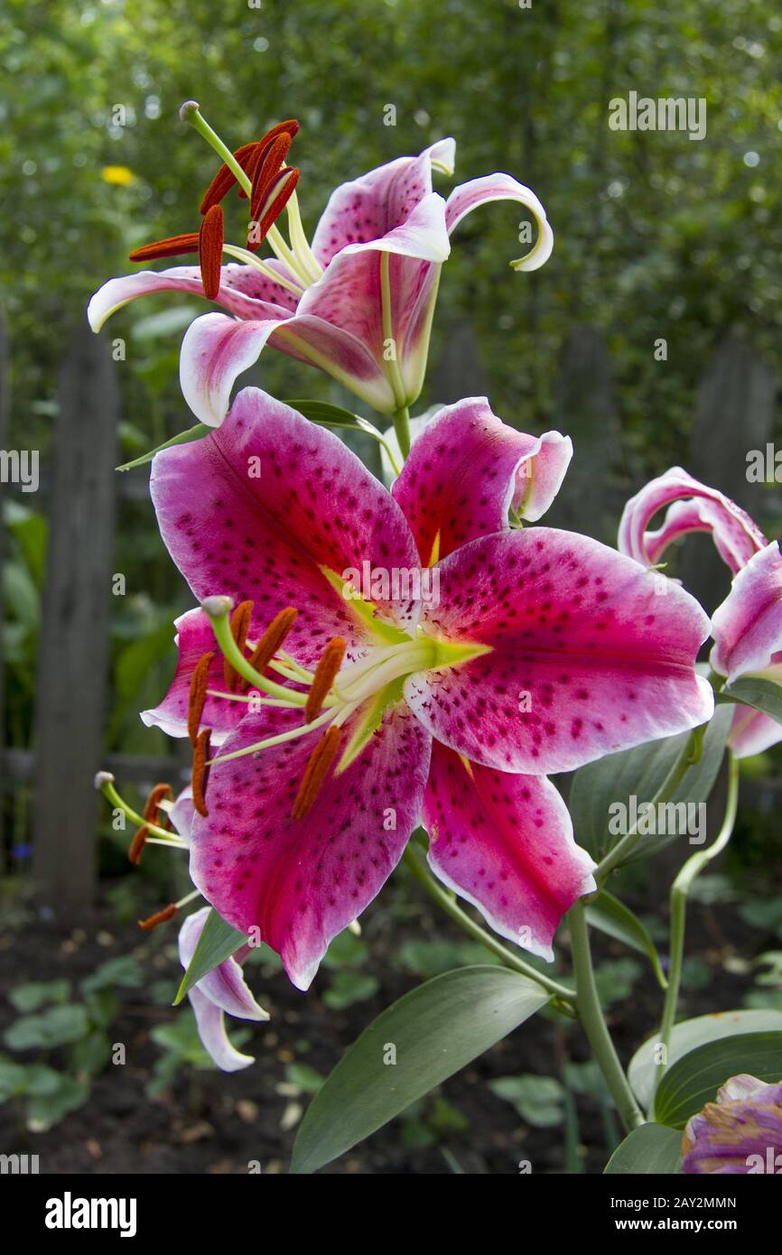 Flowers pink lilies. Stock Photo