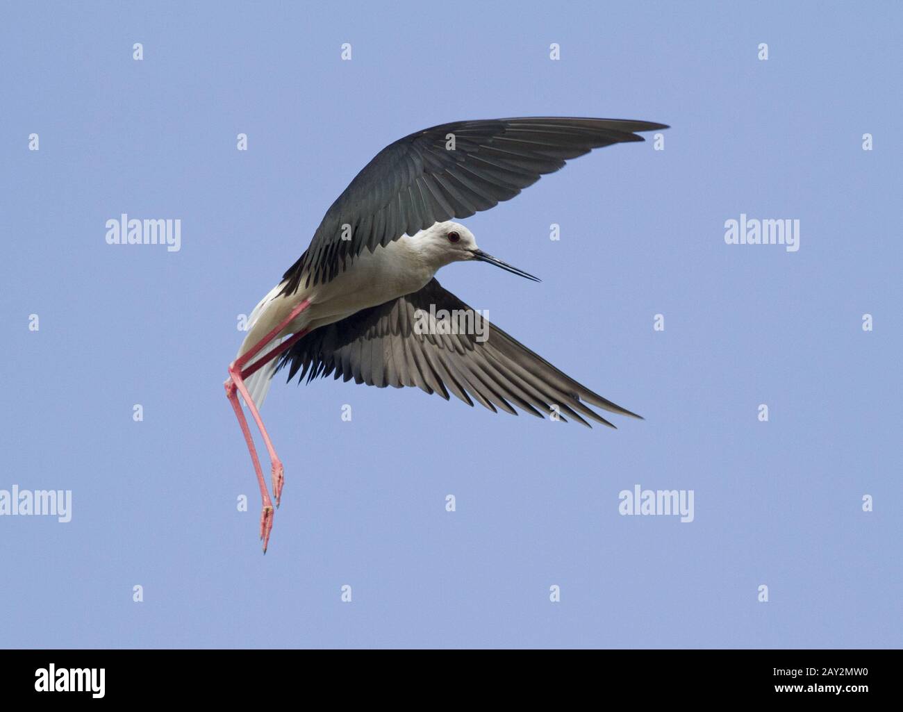 Stilt (Himantopus himantopus) in flight. Stock Photo