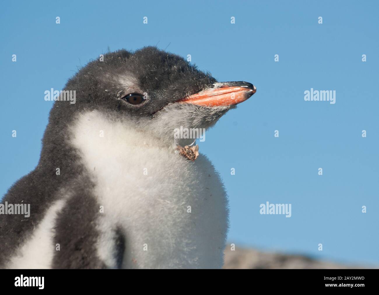 Gentoo penguin chick portrait. Stock Photo