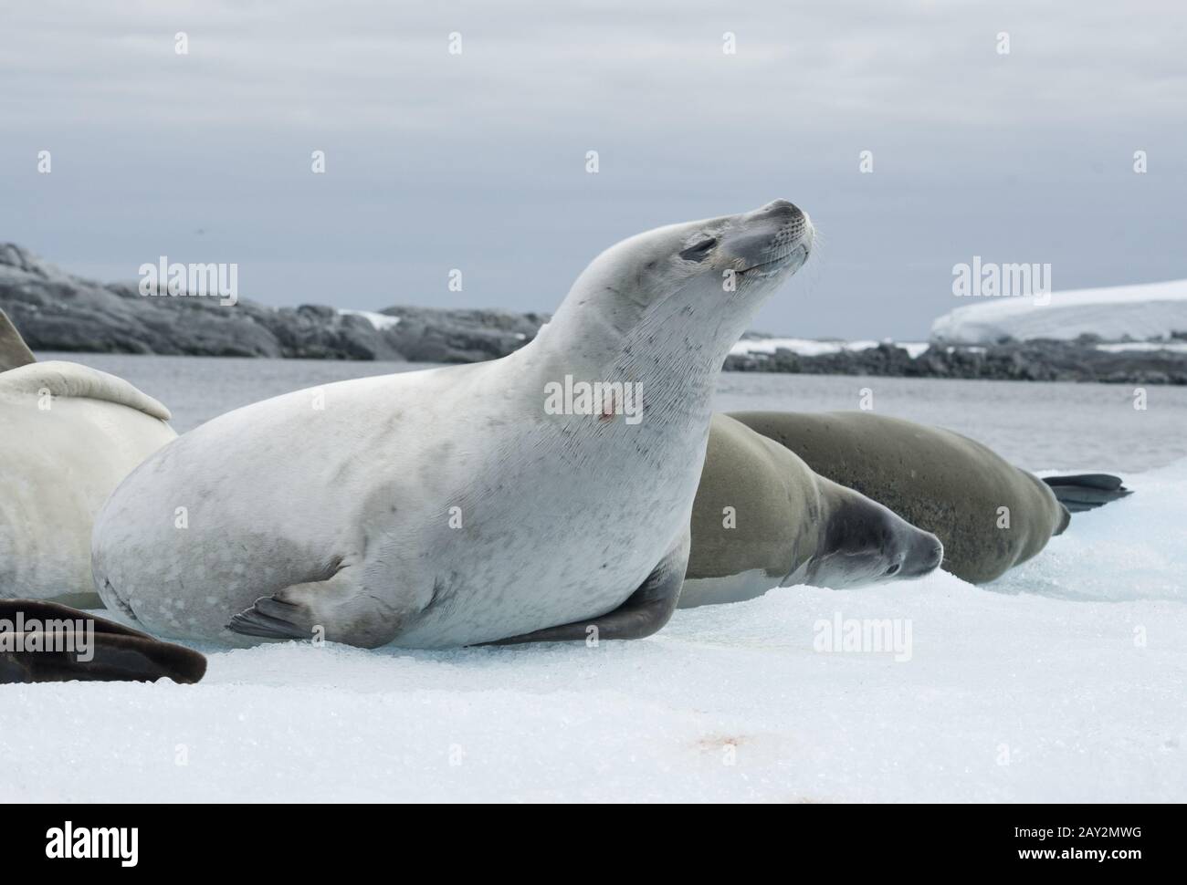 Group crabeater seals. Stock Photo