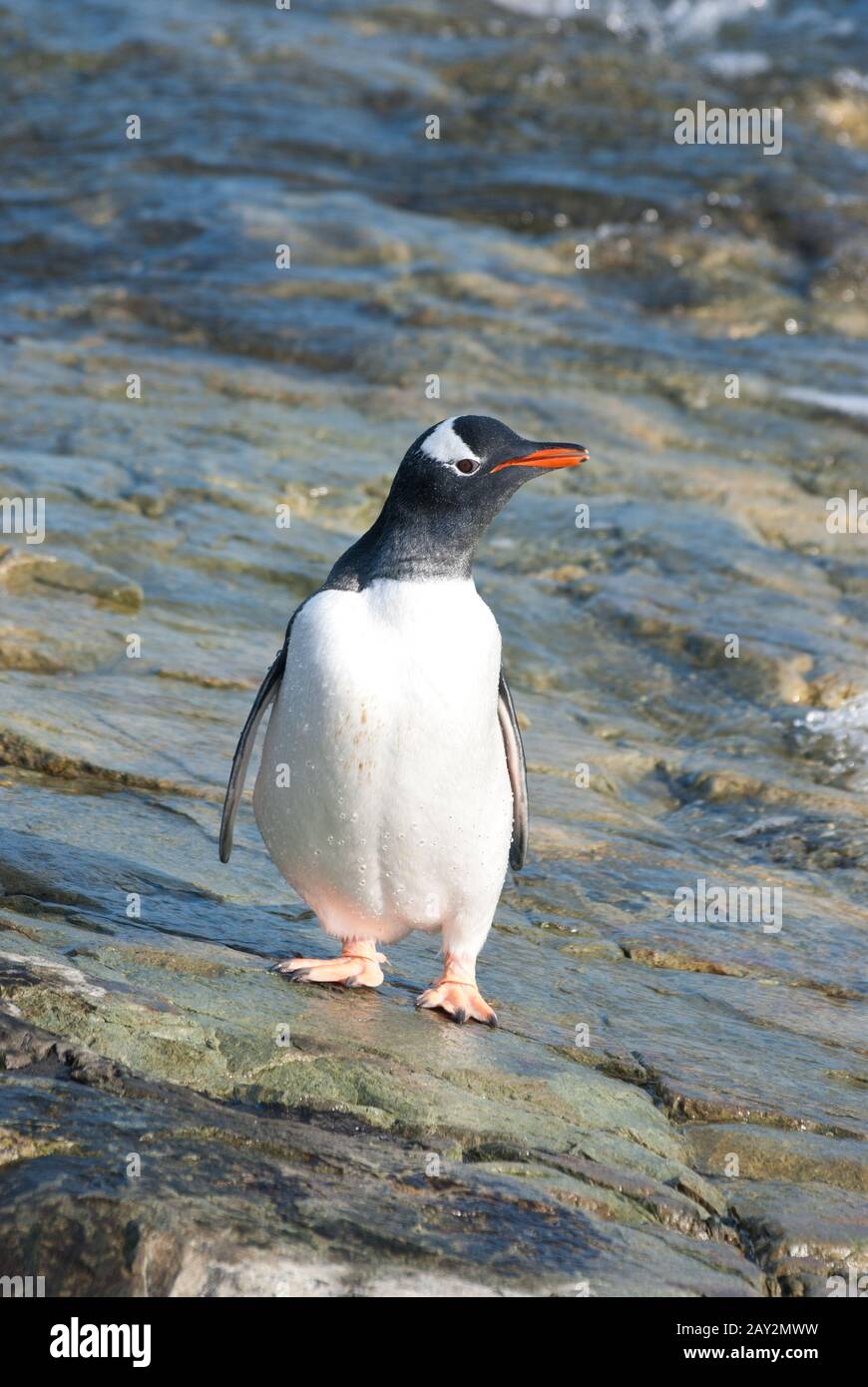 Gentoo penguin standing in the tidal zone. Stock Photo
