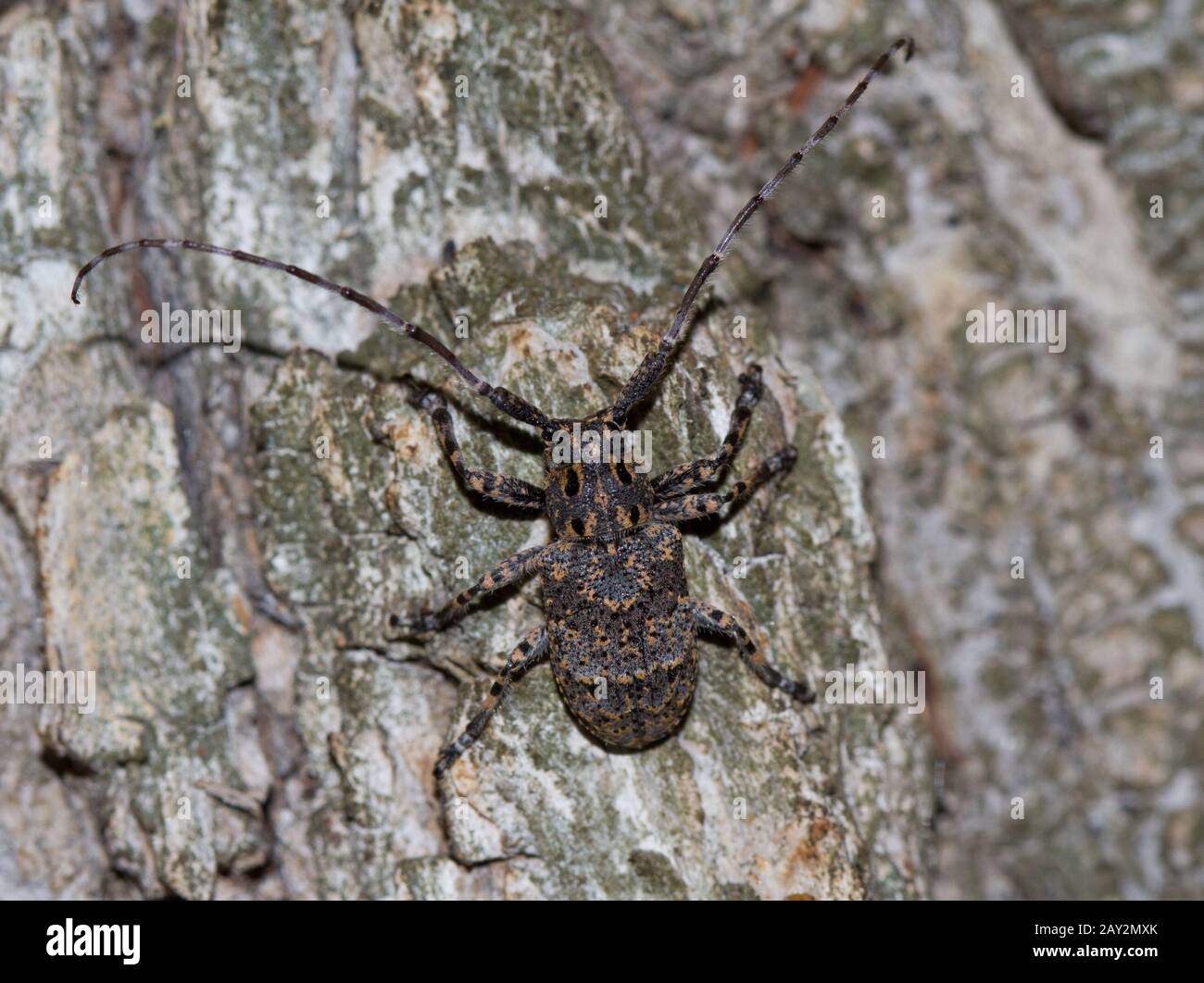 Tree beetle hi-res stock photography and images - Alamy