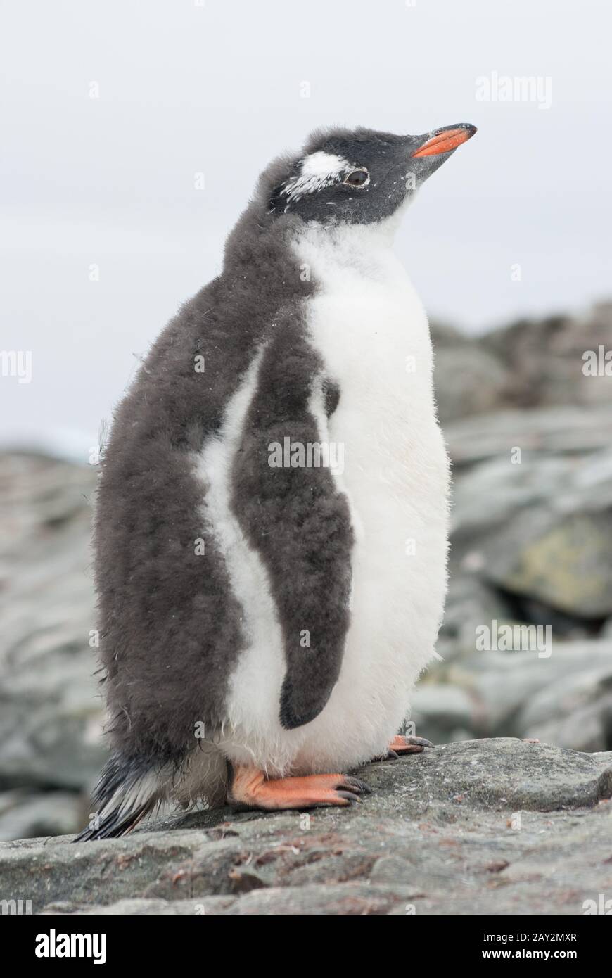 Gentoo penguin chick that is shedding. Stock Photo