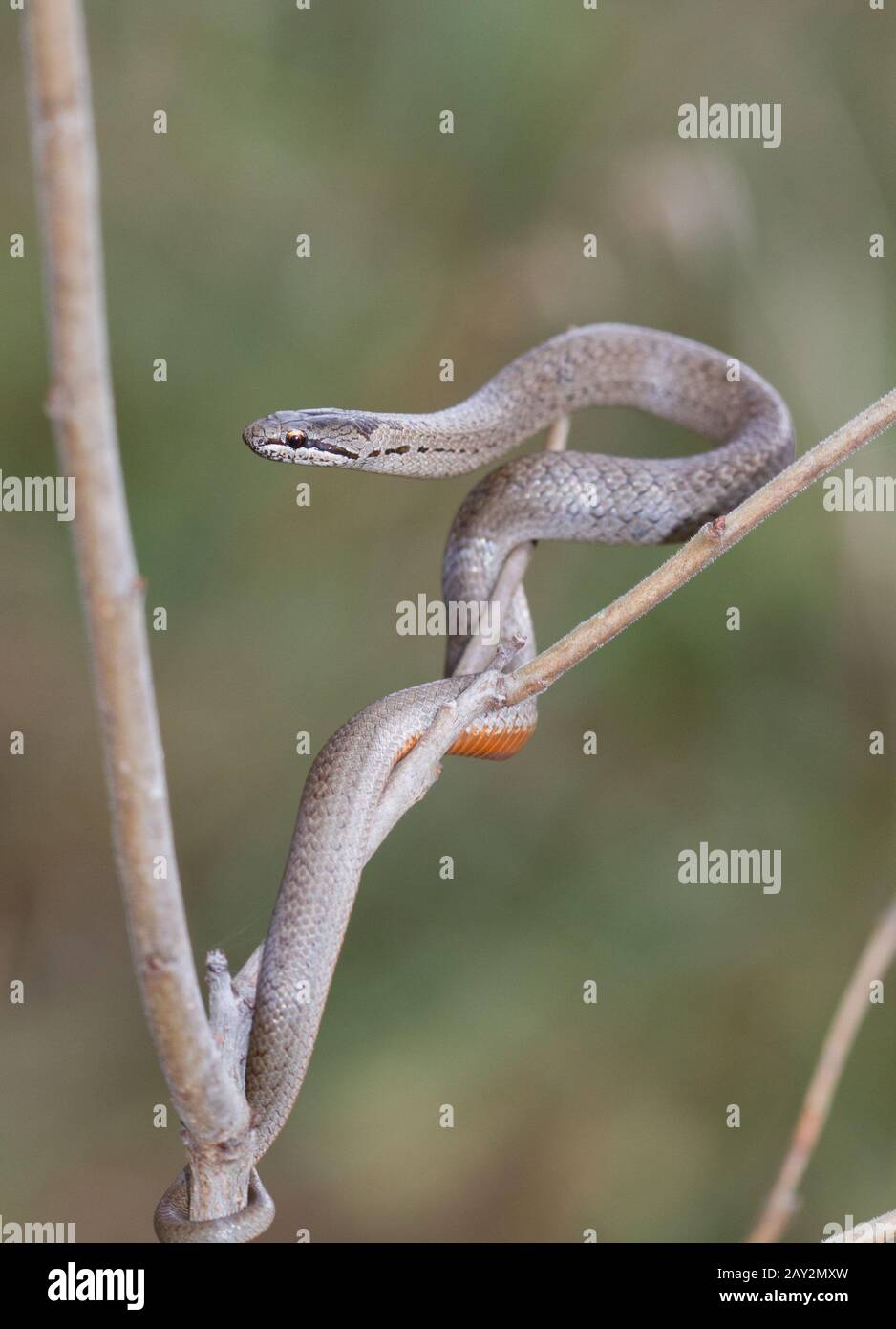 Snake hanging from branch hires stock photography and images Alamy