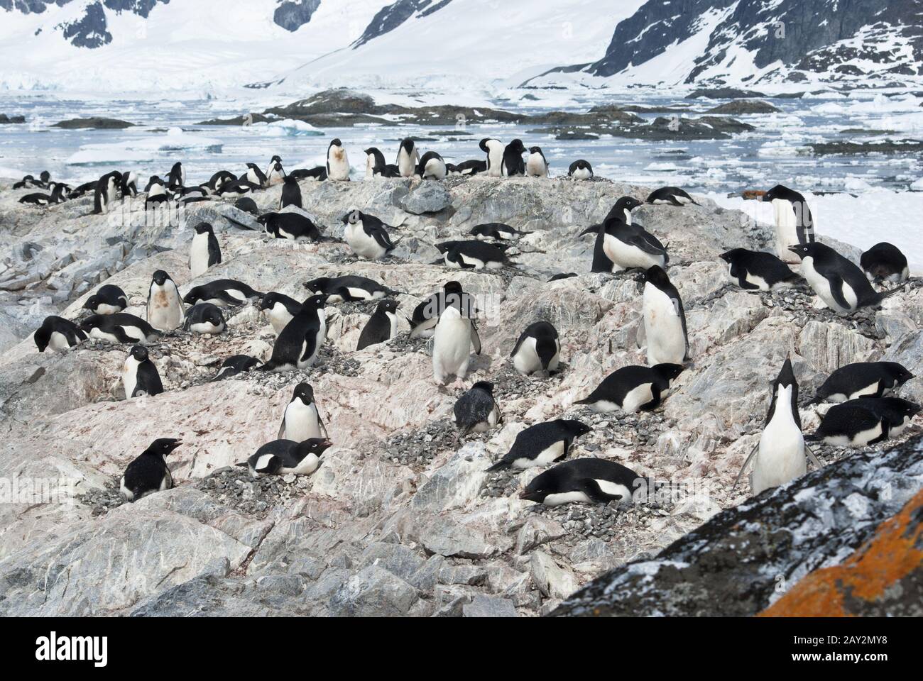 Colony of Adelie penguins. Stock Photo